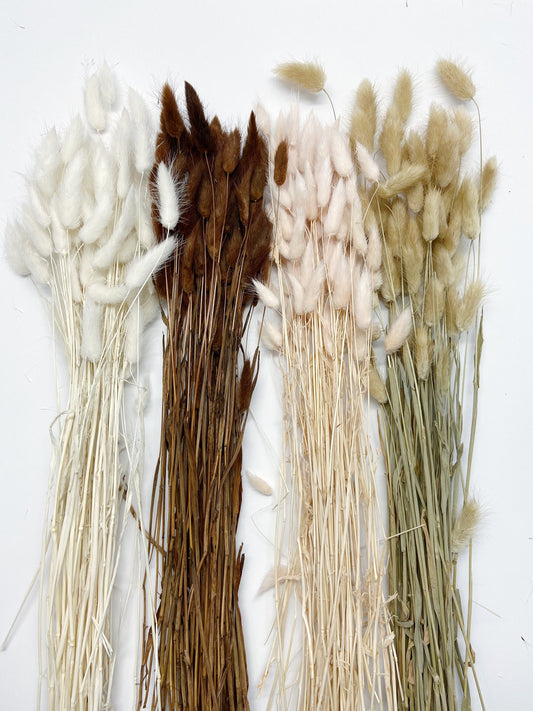 Bunny Tails, Preserved Flowers, real flowers, dried flowers, soft flowers, fluffy, pink, chocolate brown, bleached white, natural,
