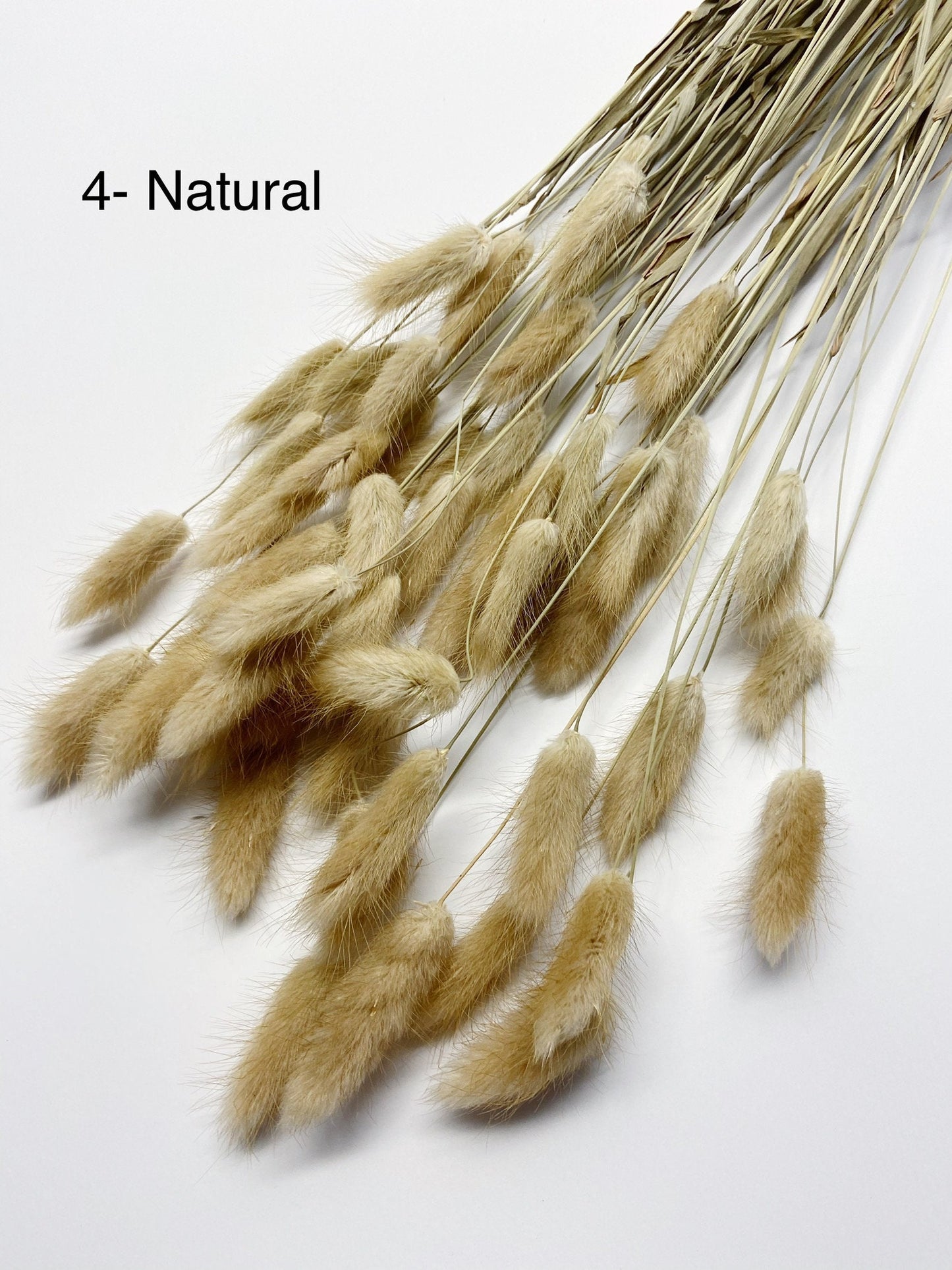 Bunny Tails, Preserved Flowers, real flowers, dried flowers, soft flowers, fluffy, pink, chocolate brown, bleached white, natural,