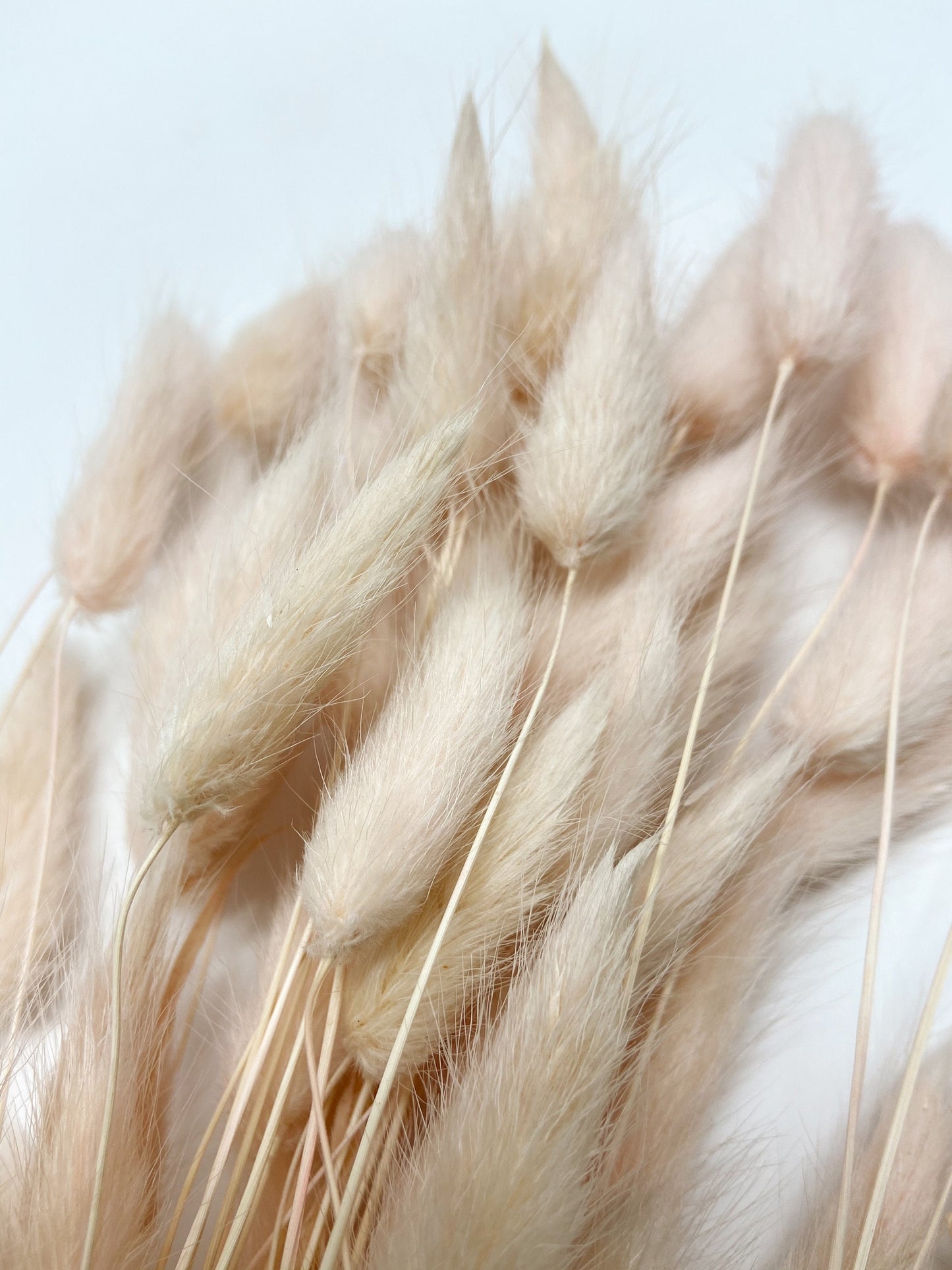 Bunny Tails, Preserved Flowers, real flowers, dried flowers, soft flowers, fluffy, pink, chocolate brown, bleached white, natural,