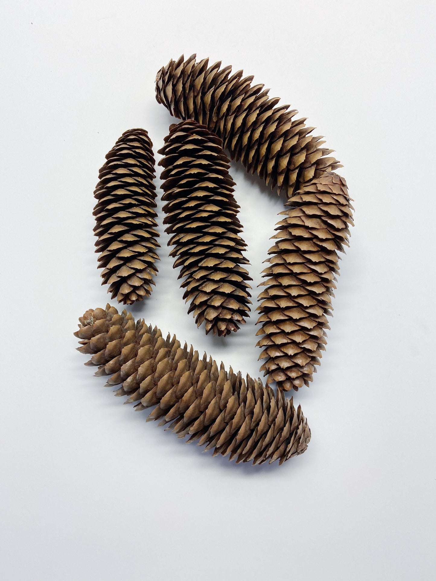 5 pinecones, natural pinecones, real, Christmas decoration, winter, artandcraft, home decor, real pinecones, round pinecones, tall pinecones
