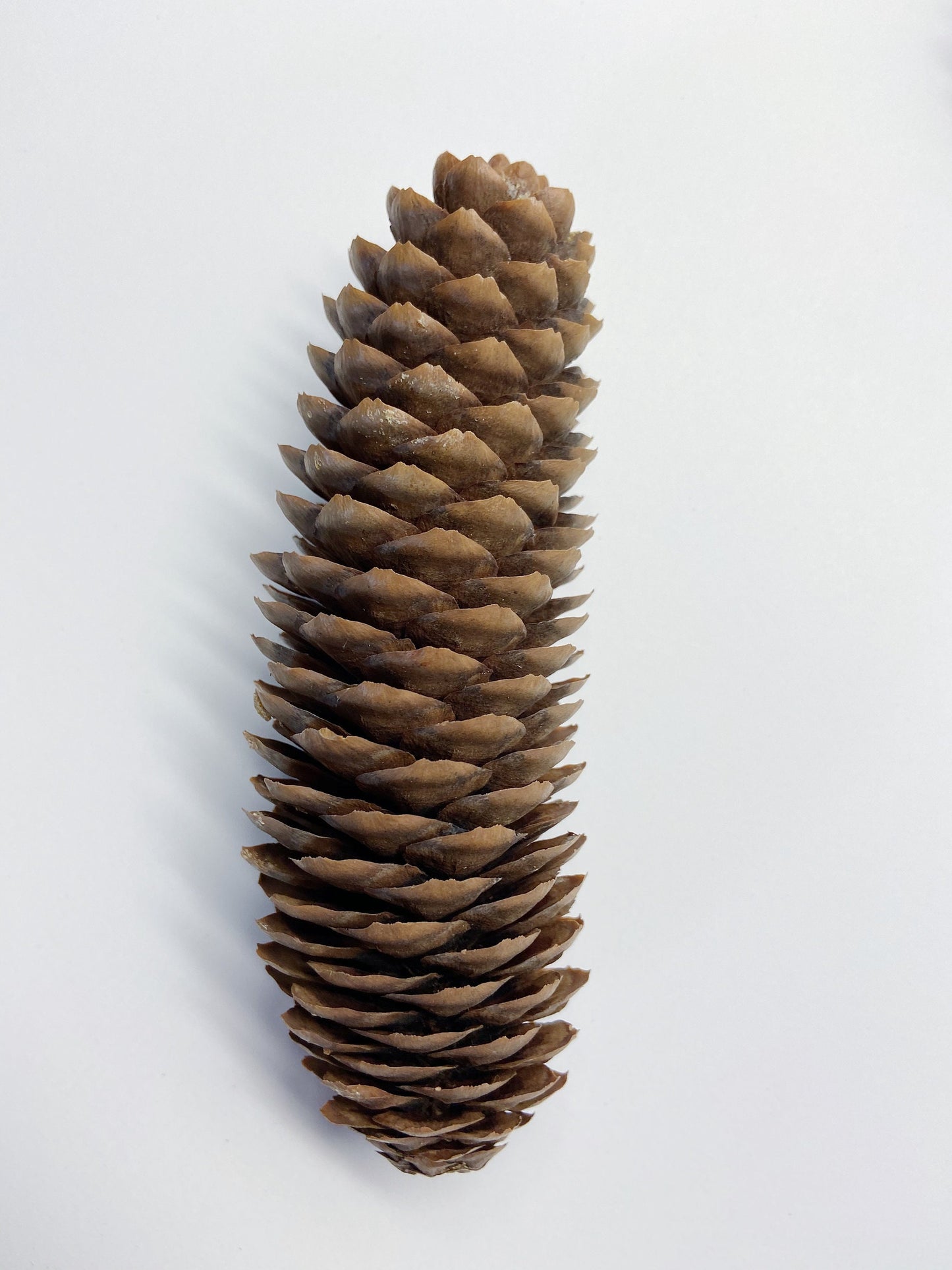 5 pinecones, natural pinecones, real, Christmas decoration, winter, artandcraft, home decor, real pinecones, round pinecones, tall pinecones