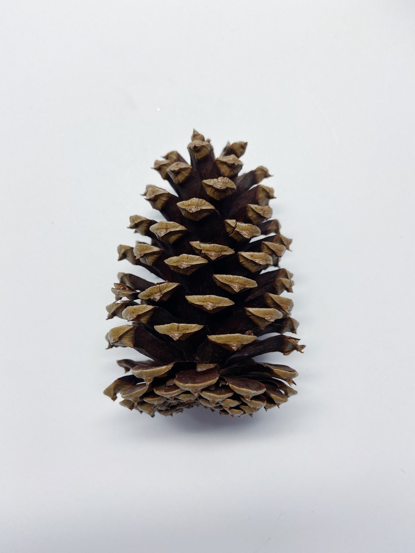 5 pinecones, natural pinecones, real, Christmas decoration, winter, artandcraft, home decor, real pinecones, round pinecones, tall pinecones