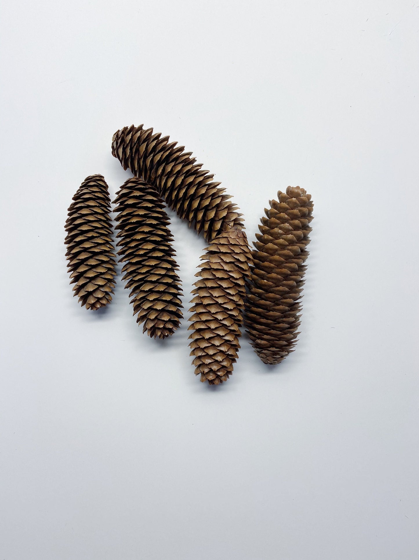 5 pinecones, natural pinecones, real, Christmas decoration, winter, artandcraft, home decor, real pinecones, round pinecones, tall pinecones