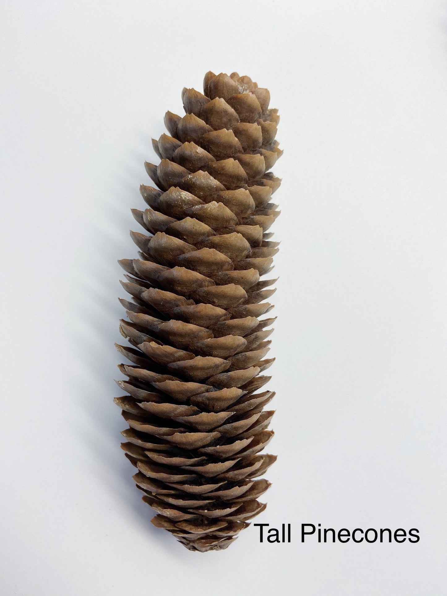 5 pinecones, natural pinecones, real, Christmas decoration, winter, artandcraft, home decor, real pinecones, round pinecones, tall pinecones