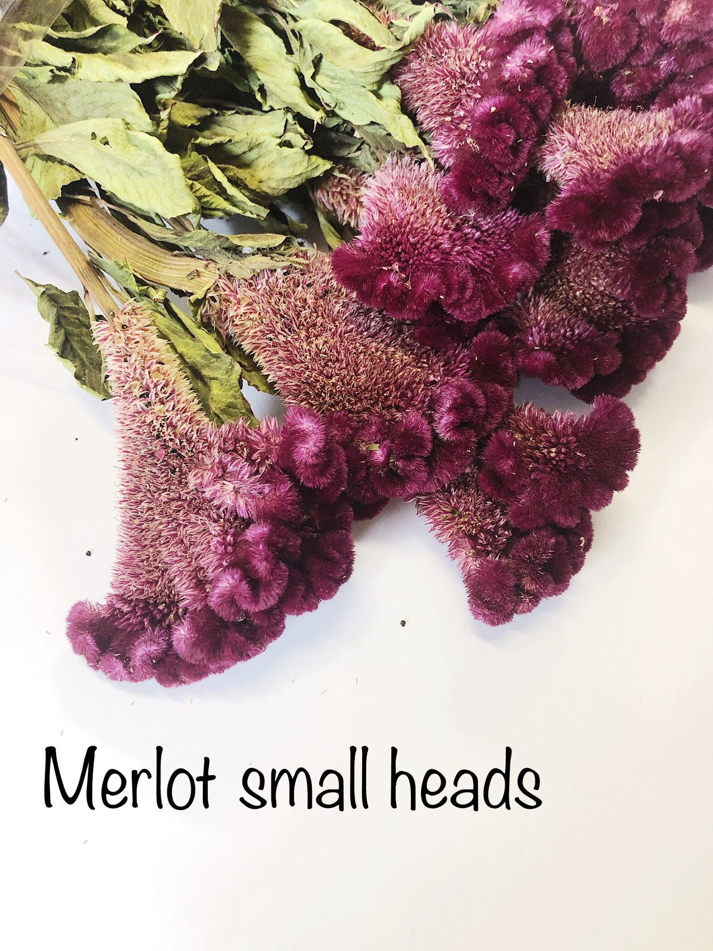 Coxcomb, Celosia, Merlot, Pink, Cockscomb, Dried, Dried Floral, Dry Flowers, Burgundy Celosia, Home Decor, Wedding, Bouquet, Bridesmaids,
