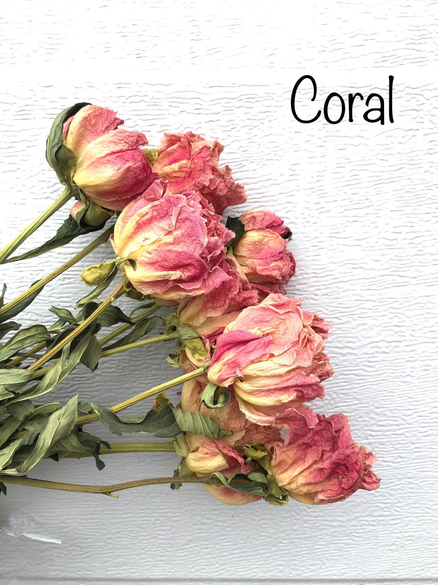 Dried Peony Blooms – Pink, Burgundy, Cream, Beige, Nude – Wedding Bouquets, Bridal Flowers, DIY Décor, Rustic Centerpieces, Home Décor