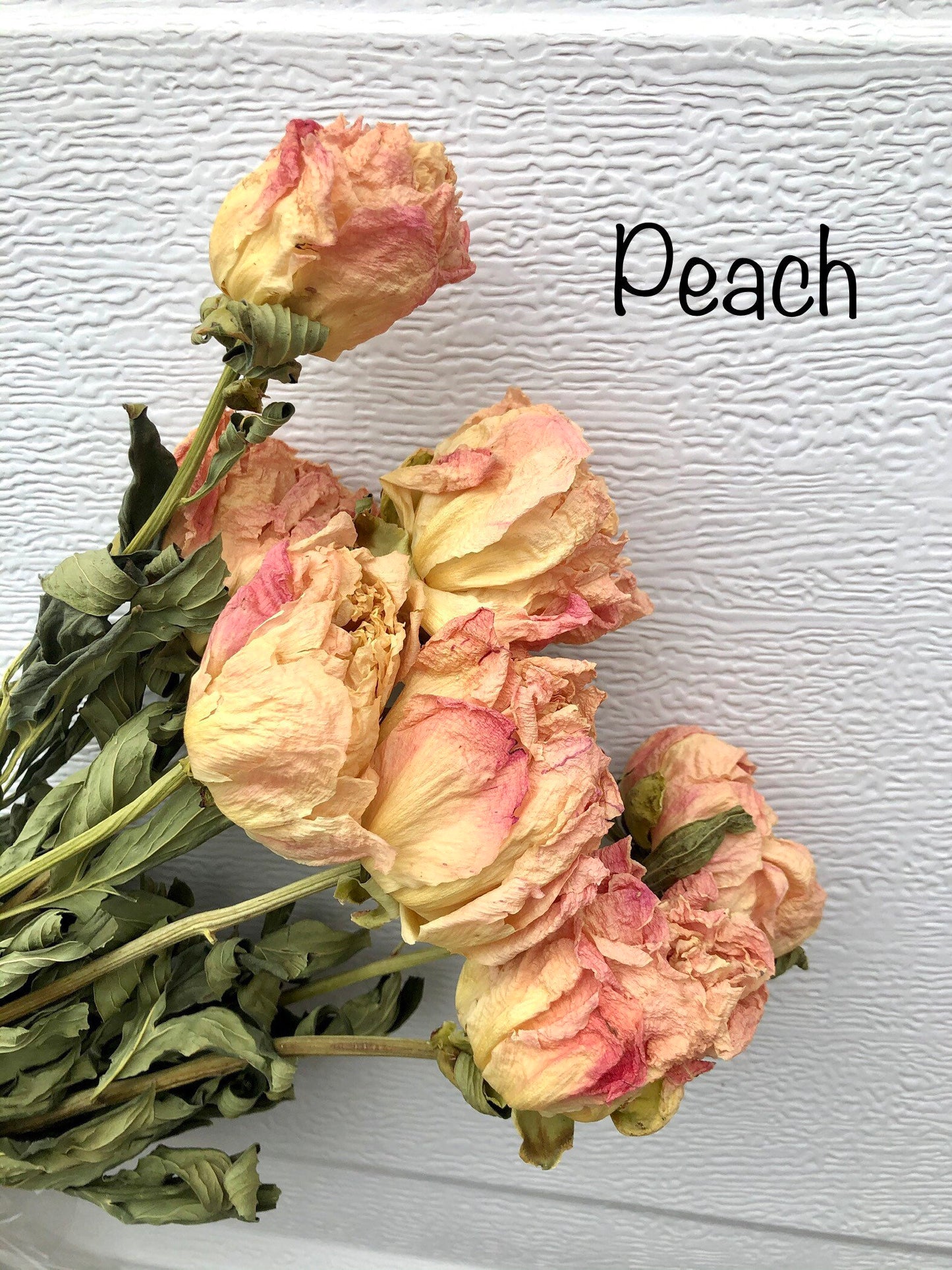 Dried Peony Blooms – Pink, Burgundy, Cream, Beige, Nude – Wedding Bouquets, Bridal Flowers, DIY Décor, Rustic Centerpieces, Home Décor