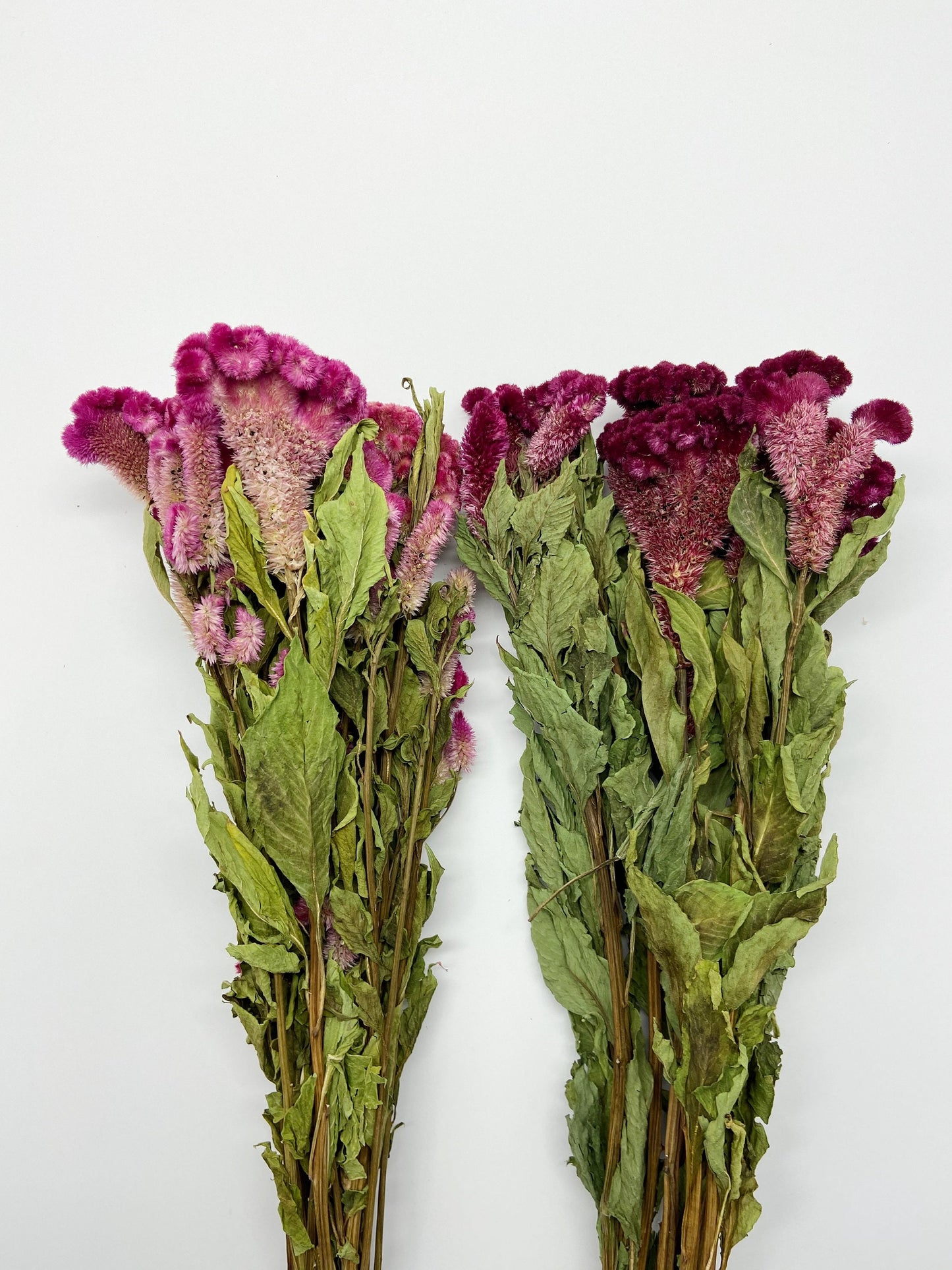 Coxcomb, Celosia, Merlot, Pink, Cockscomb, Dried, Dried Floral, Dry Flowers, Burgundy Celosia, Home Decor, Wedding, Bouquet, Bridesmaids,