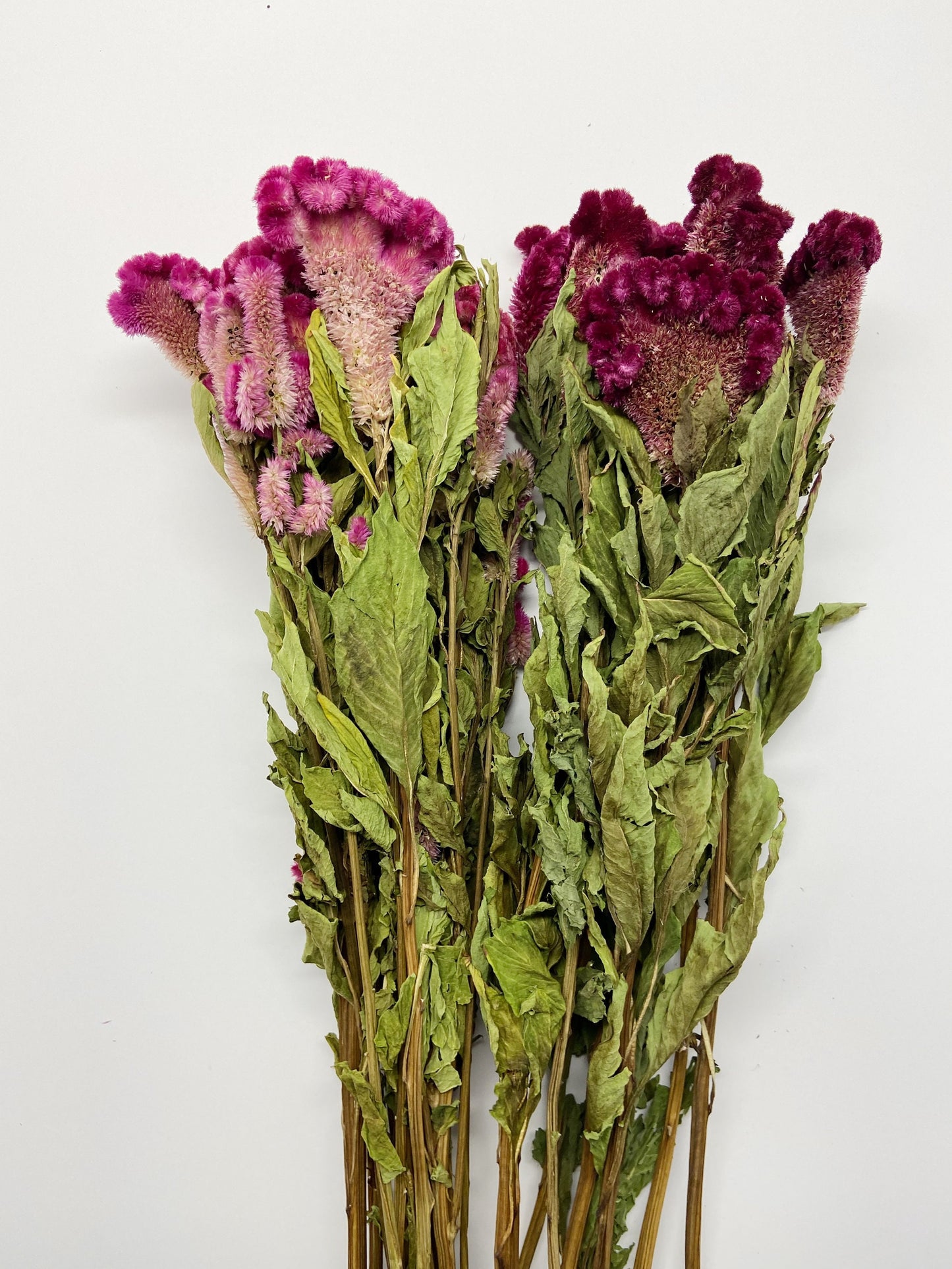 Coxcomb, Celosia, Merlot, Pink, Cockscomb, Dried, Dried Floral, Dry Flowers, Burgundy Celosia, Home Decor, Wedding, Bouquet, Bridesmaids,