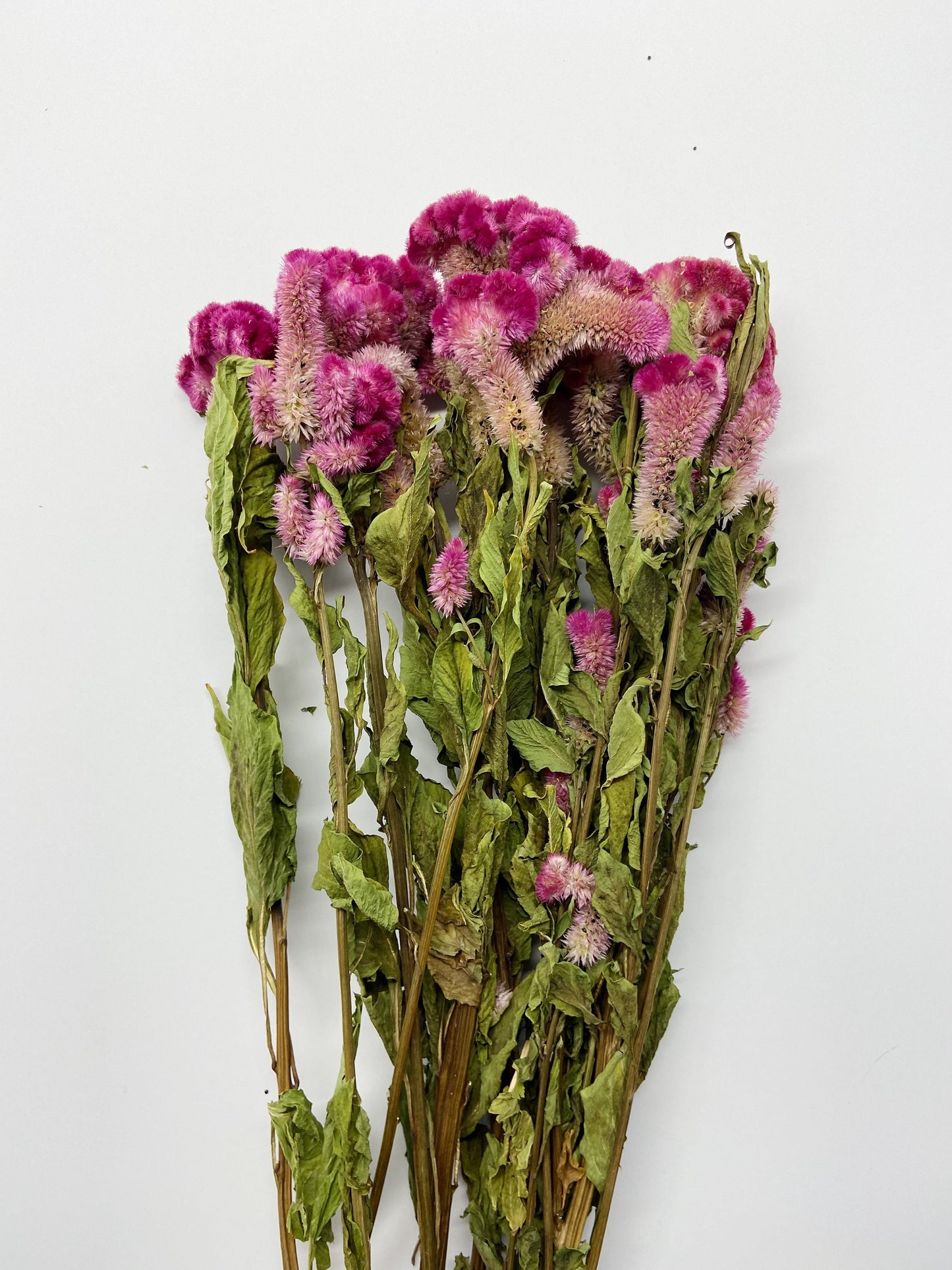 Coxcomb, Celosia, Merlot, Pink, Cockscomb, Dried, Dried Floral, Dry Flowers, Burgundy Celosia, Home Decor, Wedding, Bouquet, Bridesmaids,