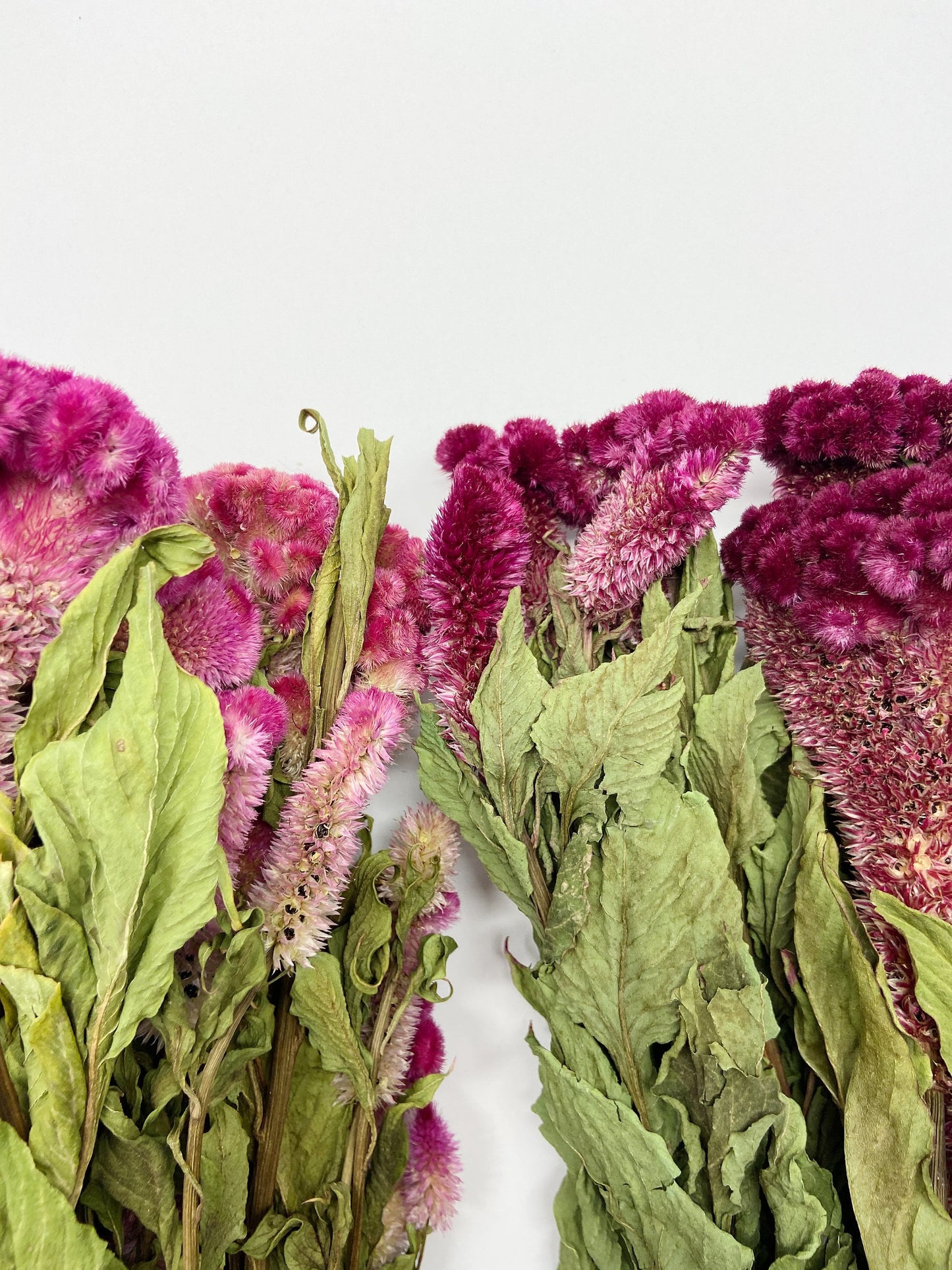 Coxcomb, Celosia, Merlot, Pink, Cockscomb, Dried, Dried Floral, Dry Flowers, Burgundy Celosia, Home Decor, Wedding, Bouquet, Bridesmaids,