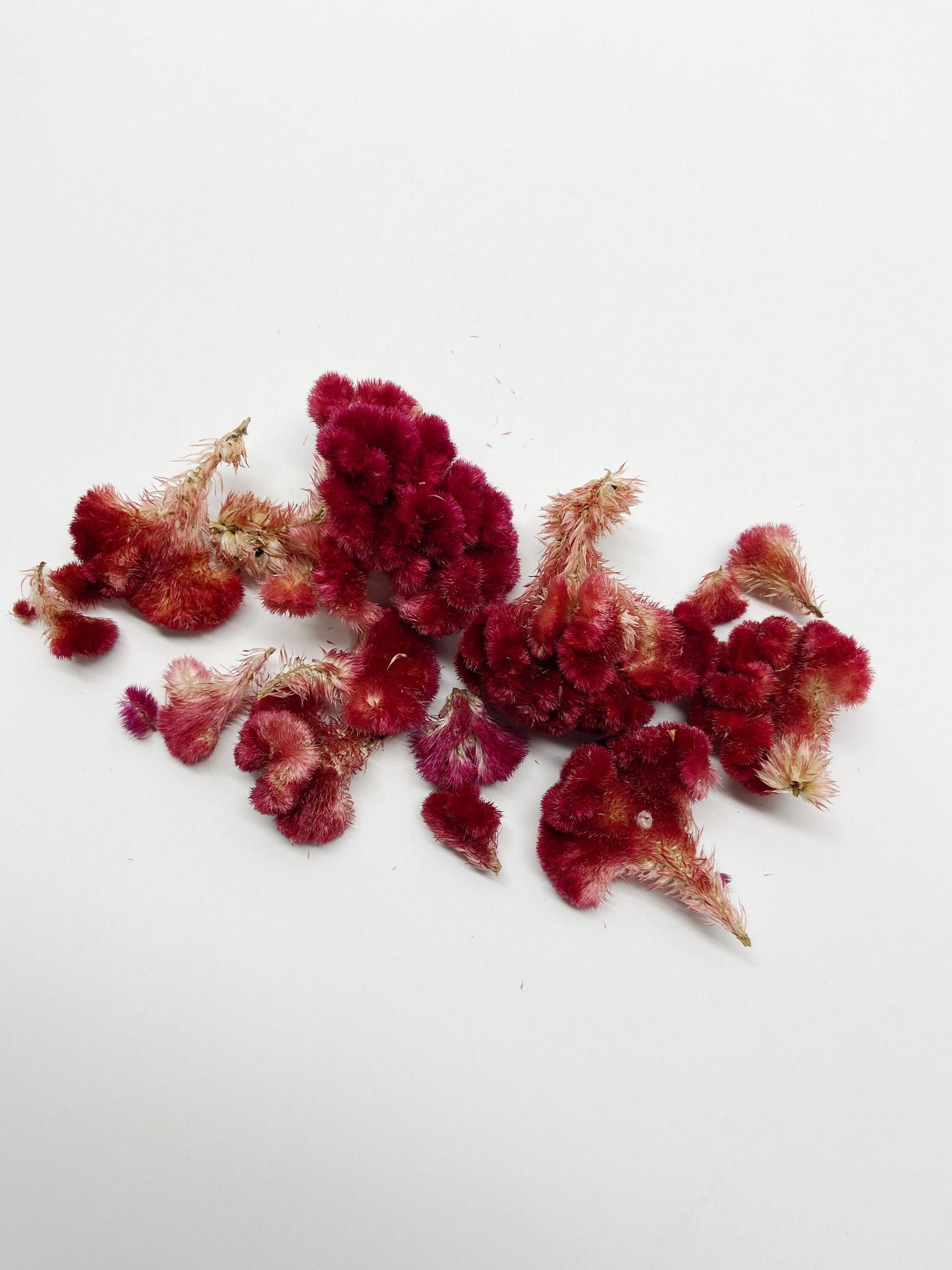 Coxcomb heads, celosia, small heads, decoration, burgundy cockscomb, details, preserved flowers, dried flowers, diy, craft, arts and crafts