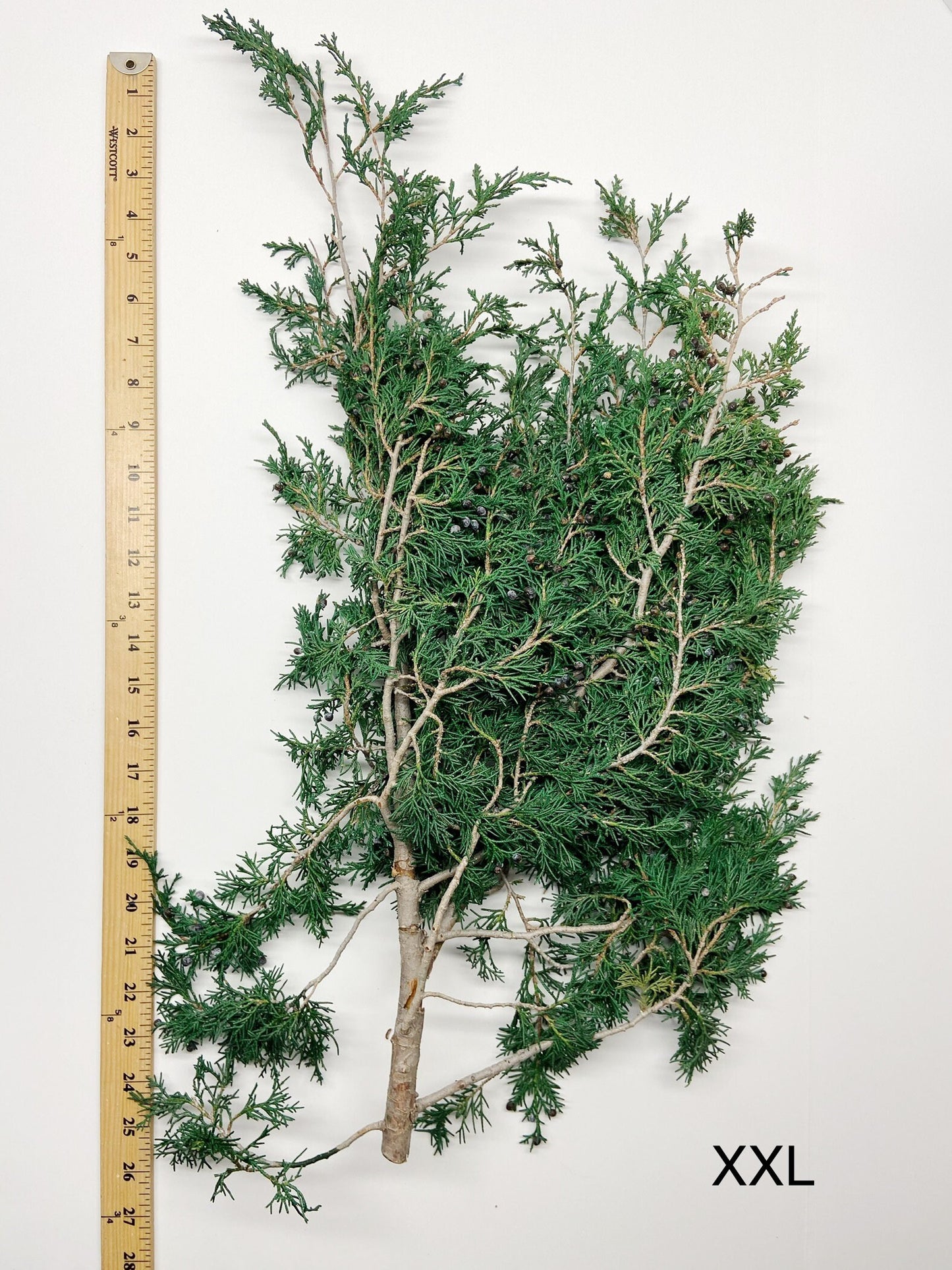 Juniper, Winter Greenery, Christmas Leaves, Winter, Fern, Preserved Flowers, Preserved Greenery, Dried green, Flowers, Seeds, Frost, Winter