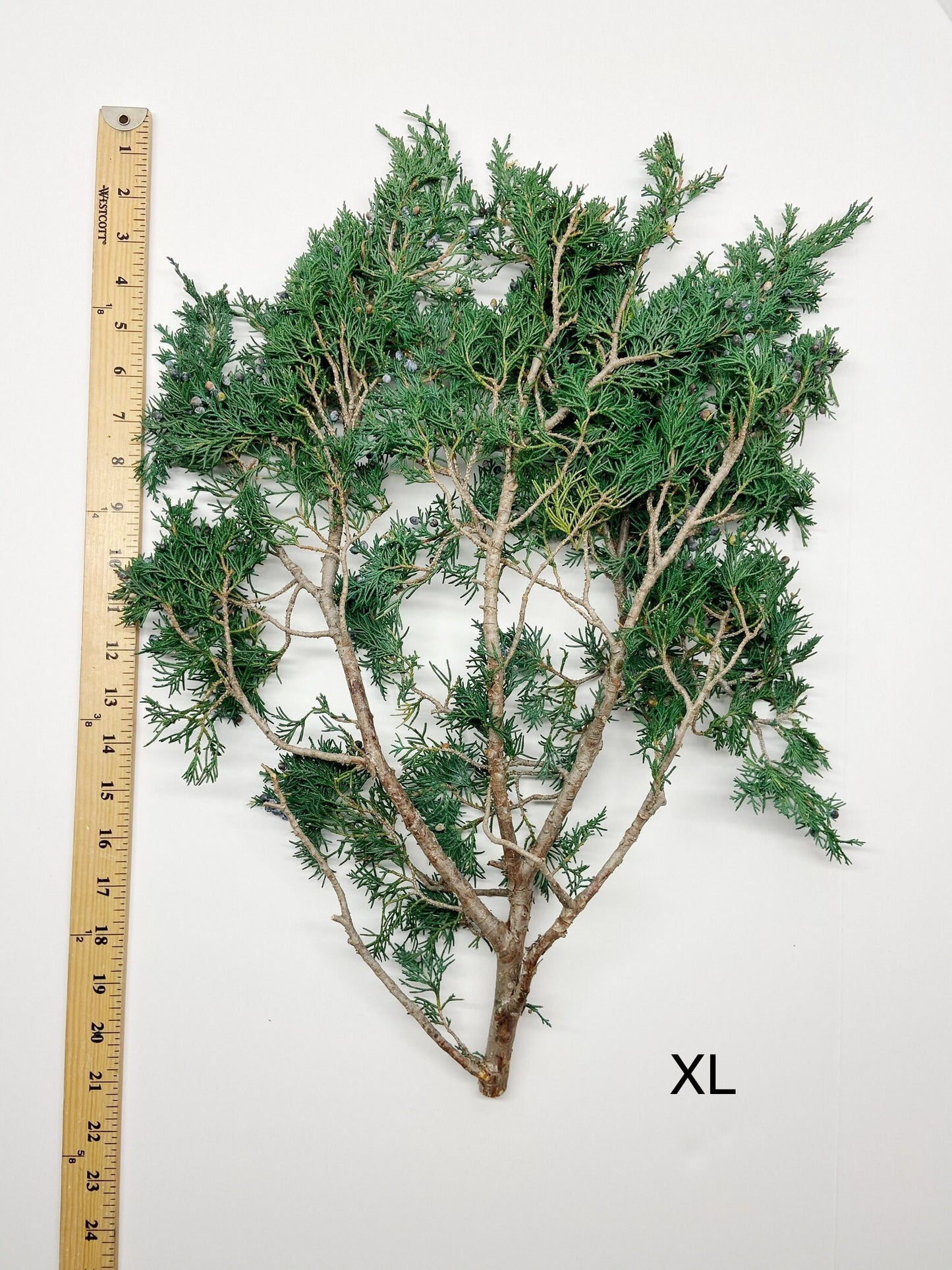 Juniper, Winter Greenery, Christmas Leaves, Winter, Fern, Preserved Flowers, Preserved Greenery, Dried green, Flowers, Seeds, Frost, Winter