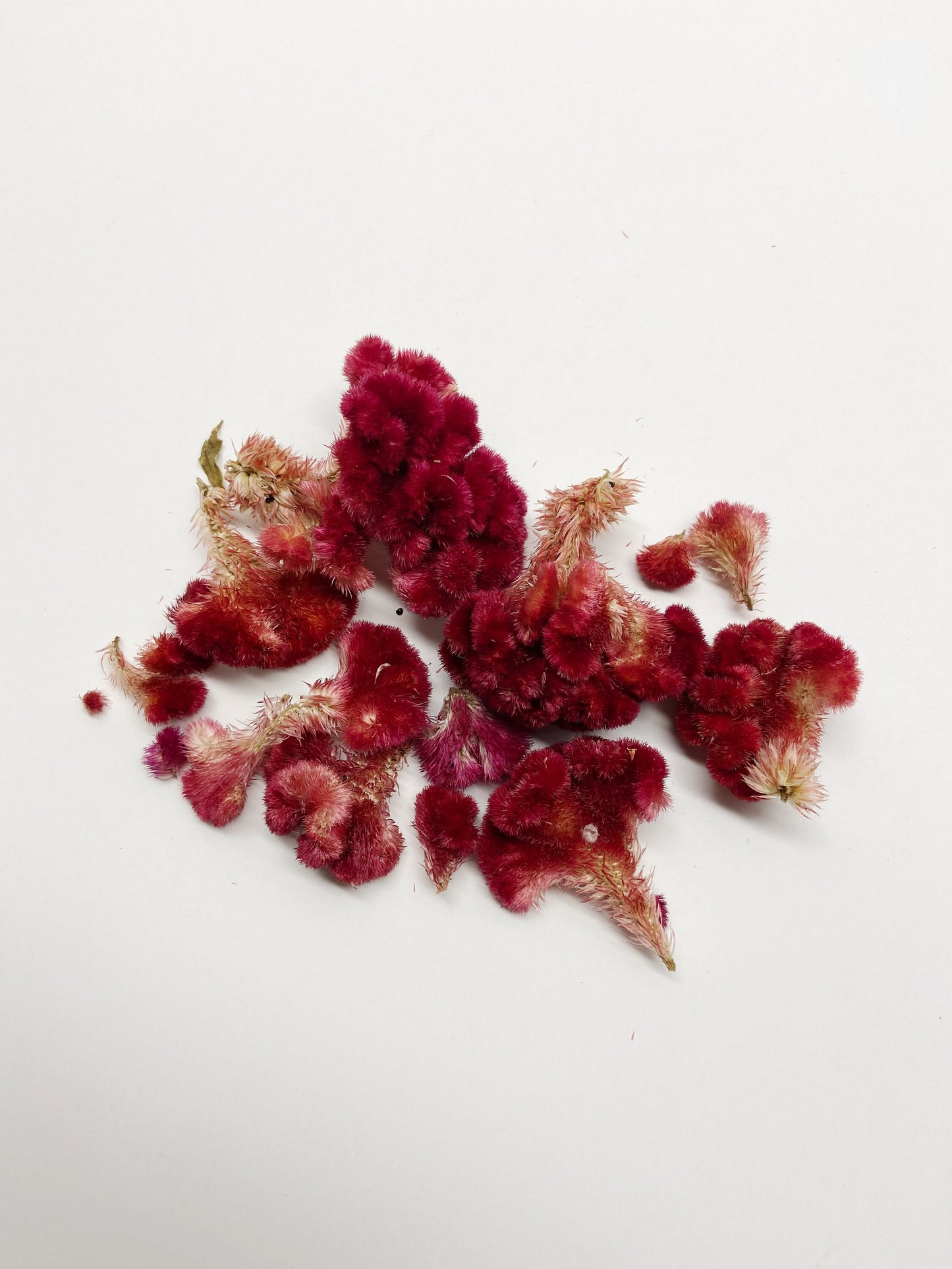 Coxcomb heads, celosia, small heads, decoration, burgundy cockscomb, details, preserved flowers, dried flowers, diy, craft, arts and crafts