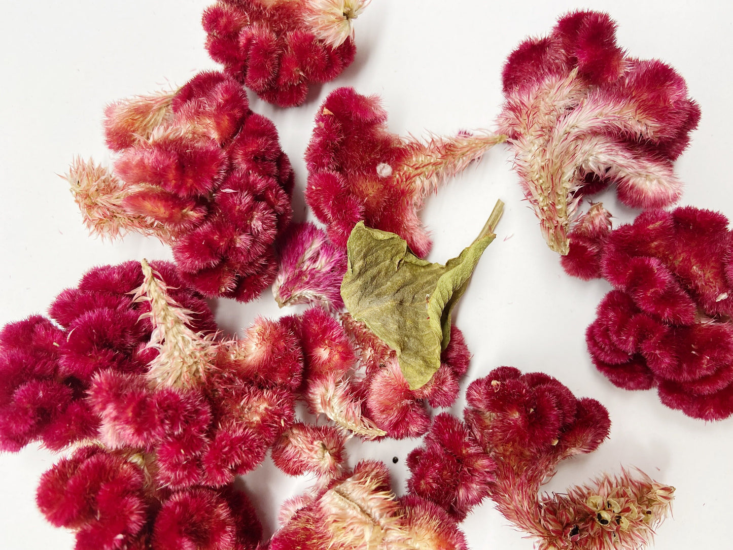 Coxcomb heads, celosia, small heads, decoration, burgundy cockscomb, details, preserved flowers, dried flowers, diy, craft, arts and crafts