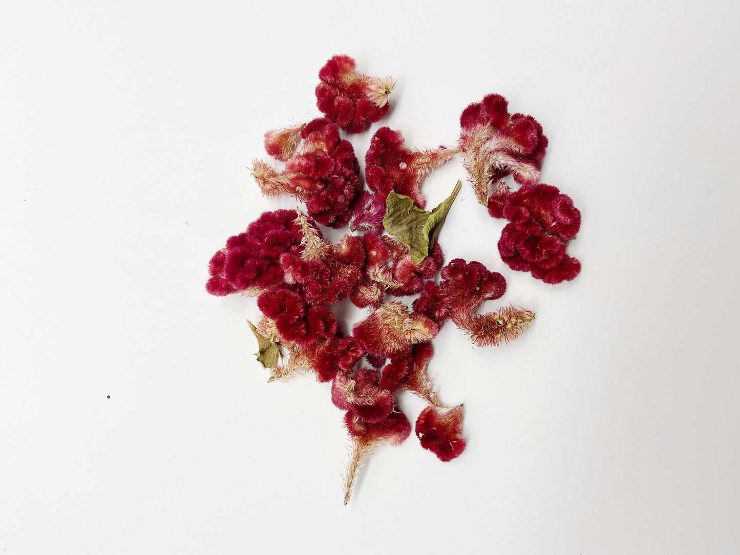 Coxcomb heads, celosia, small heads, decoration, burgundy cockscomb, details, preserved flowers, dried flowers, diy, craft, arts and crafts