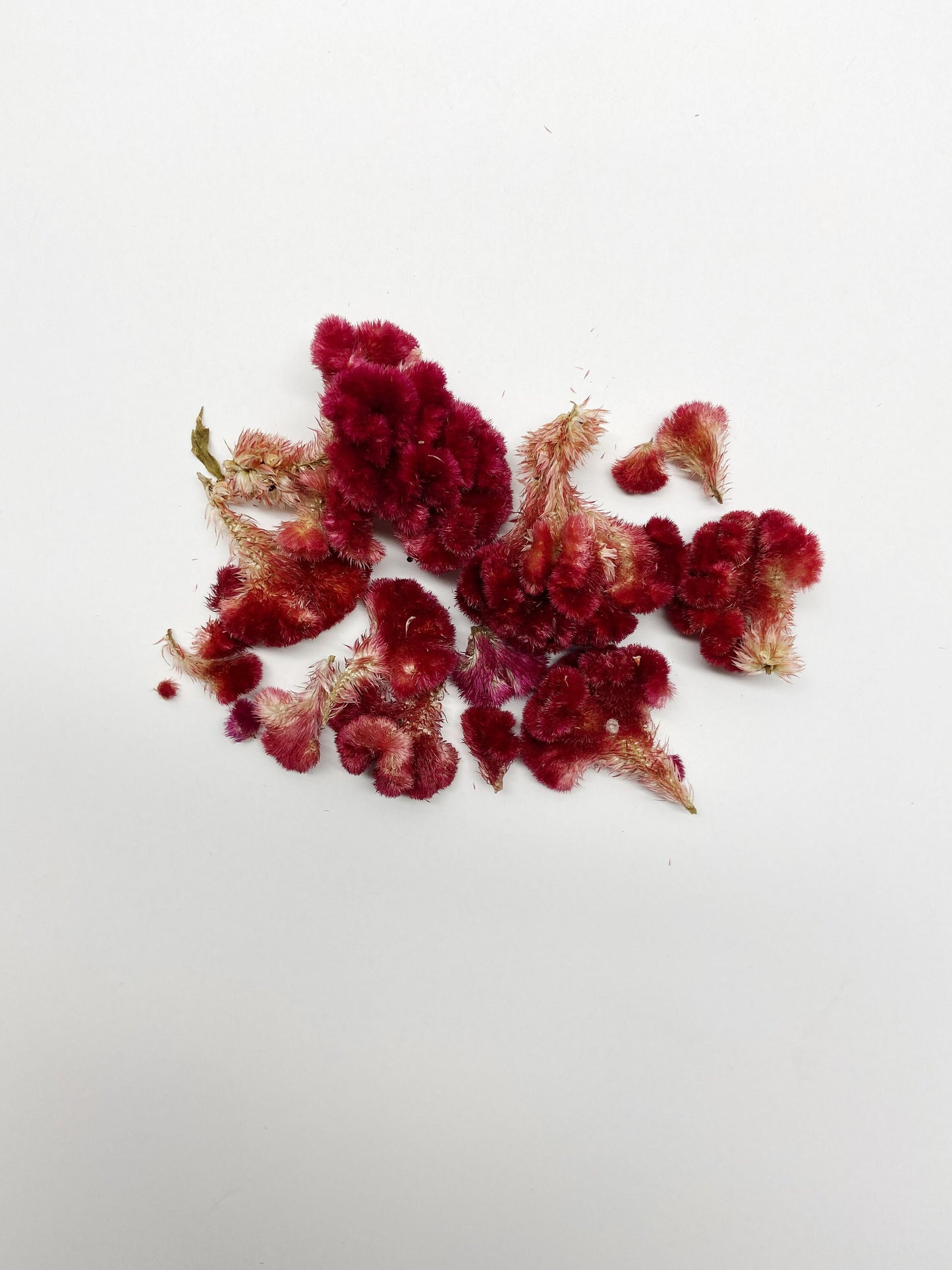Coxcomb heads, celosia, small heads, decoration, burgundy cockscomb, details, preserved flowers, dried flowers, diy, craft, arts and crafts