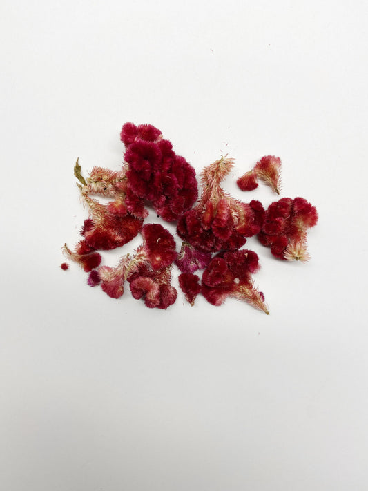 Coxcomb heads, celosia, small heads, decoration, burgundy cockscomb, details, preserved flowers, dried flowers, diy, craft, arts and crafts