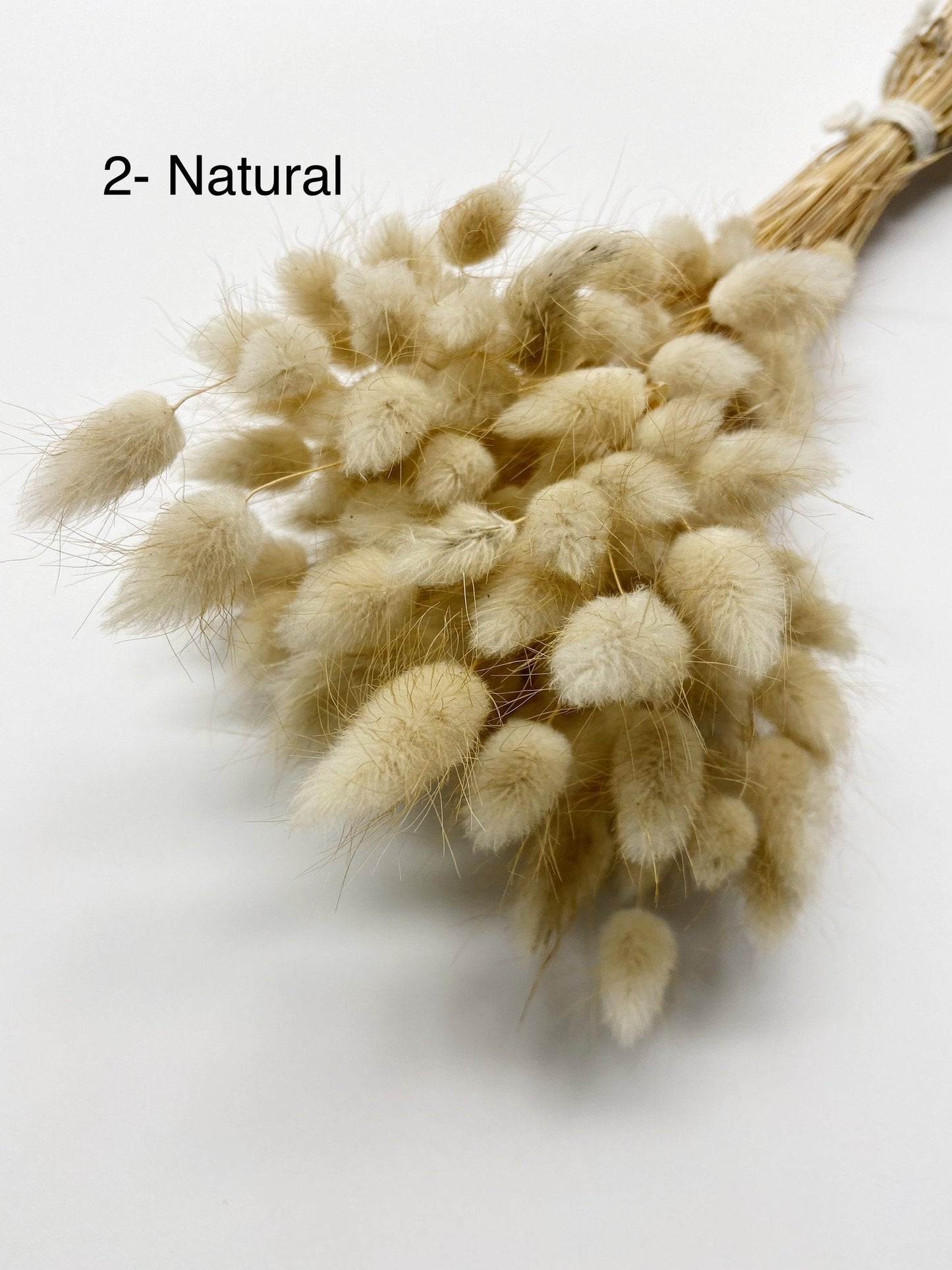 Bunny Tails, Preserved Flowers, Largurus, Dried Largurus, Bunny Tail Grass, Brown, White, Natural, Soft Flowers, House Decor, Wedding Decor