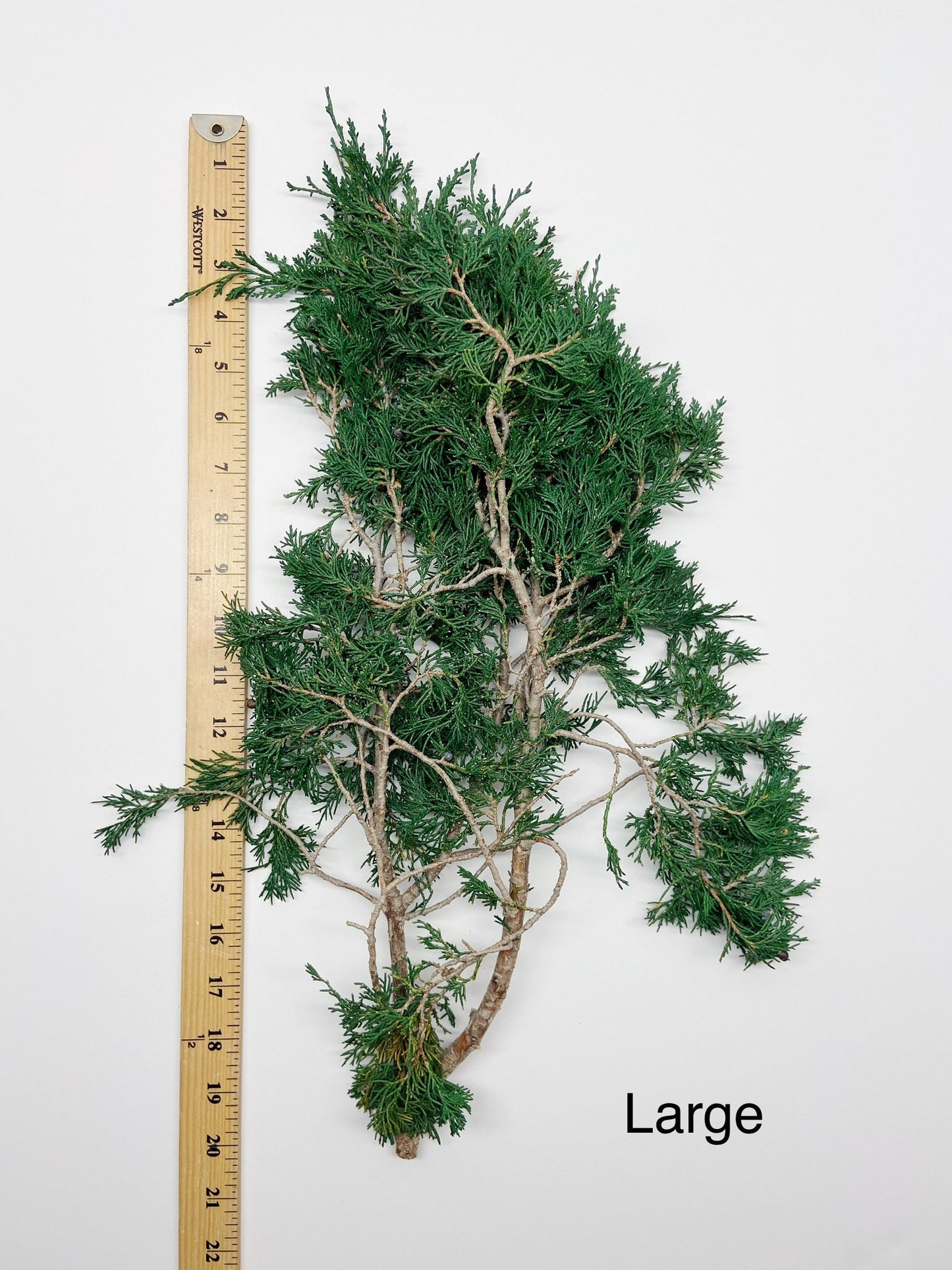 Juniper, Winter Greenery, Christmas Leaves, Winter, Fern, Preserved Flowers, Preserved Greenery, Dried green, Flowers, Seeds, Frost, Winter