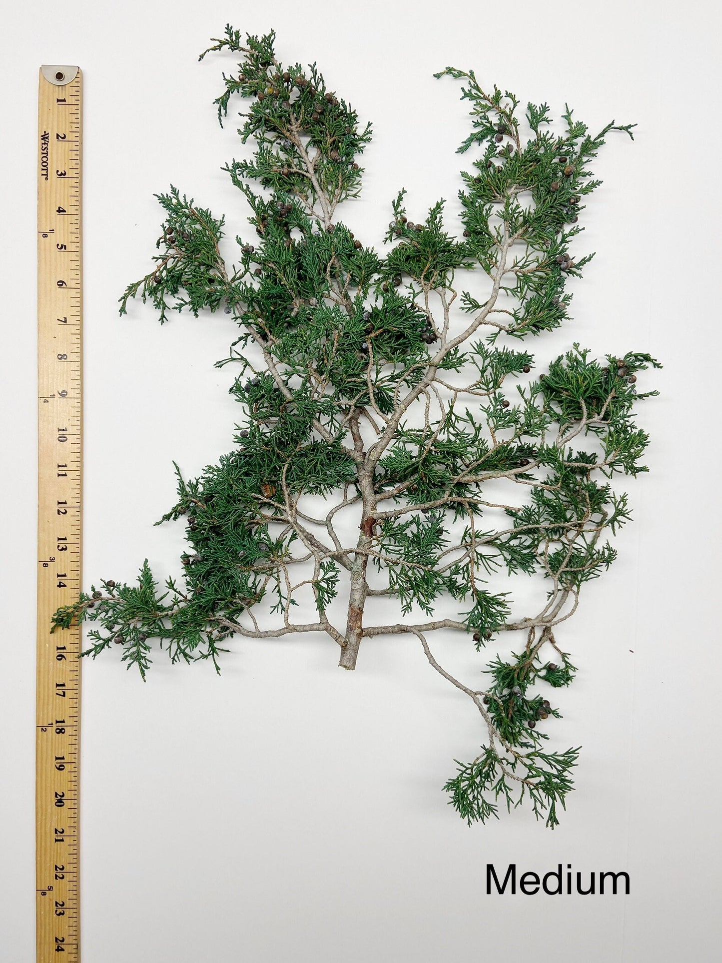 Juniper, Winter Greenery, Christmas Leaves, Winter, Fern, Preserved Flowers, Preserved Greenery, Dried green, Flowers, Seeds, Frost, Winter