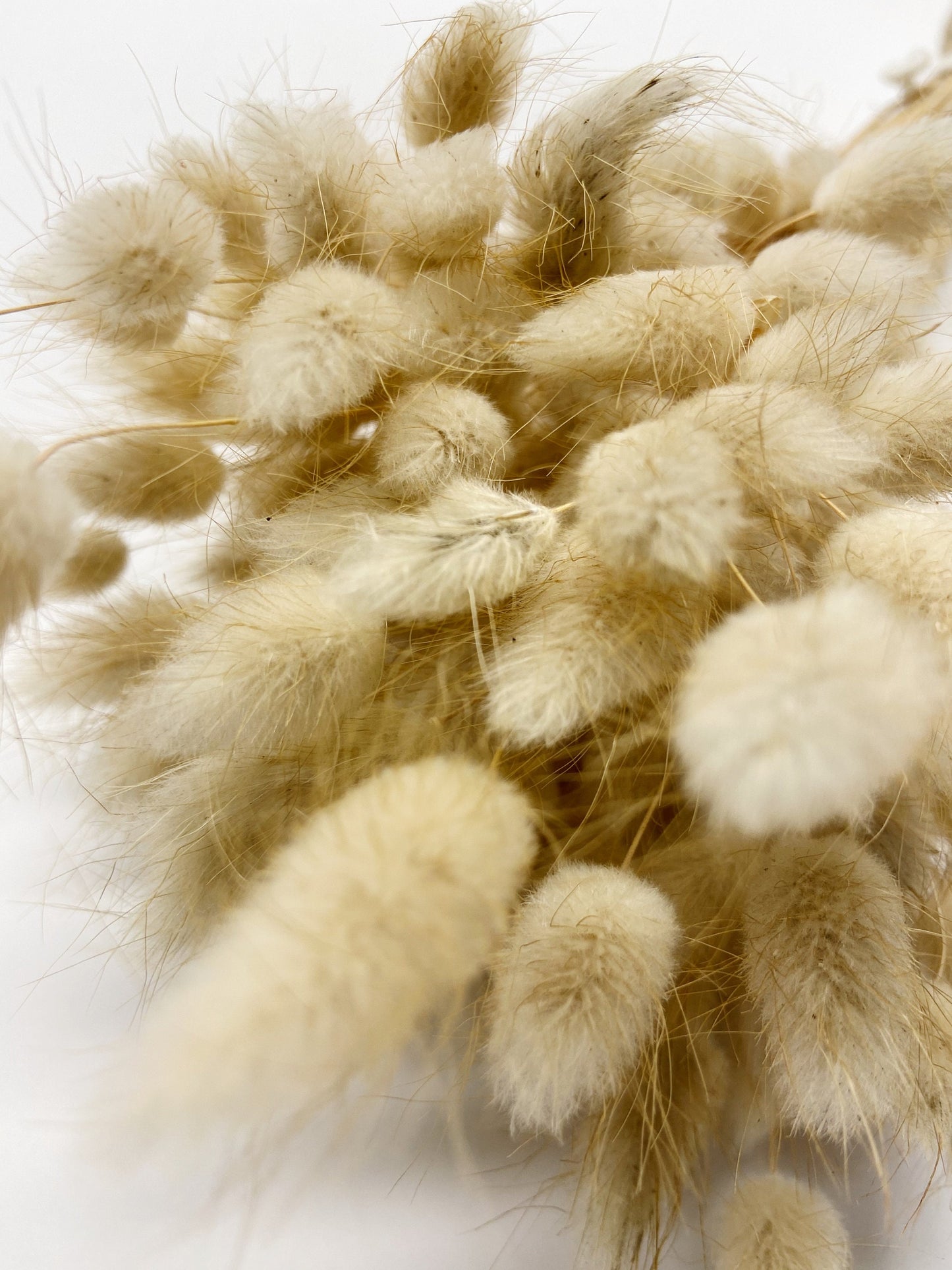 Bunny Tails, Preserved Flowers, Largurus, Dried Largurus, Bunny Tail Grass, Brown, White, Natural, Soft Flowers, House Decor, Wedding Decor