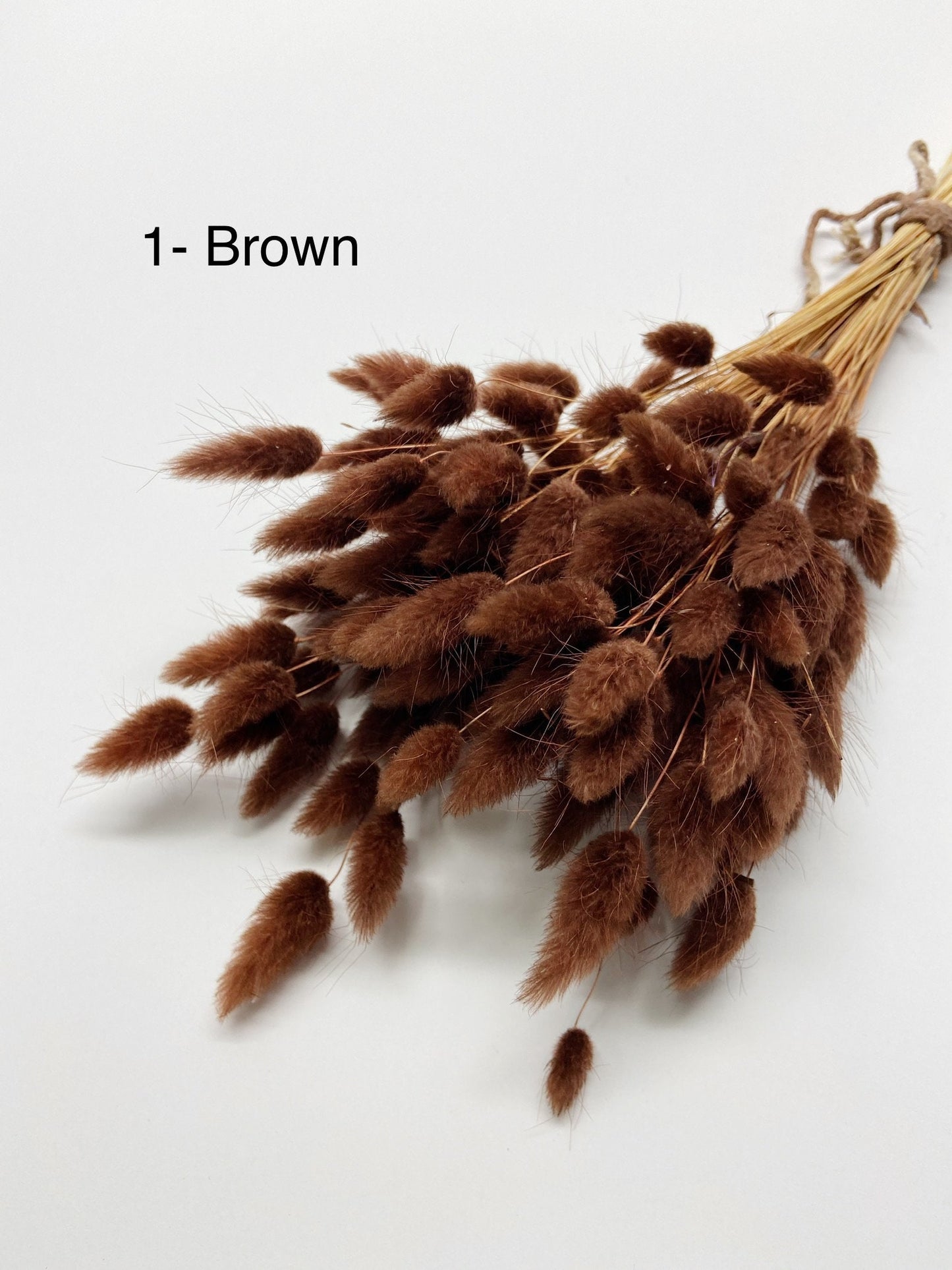 Bunny Tails, Preserved Flowers, Largurus, Dried Largurus, Bunny Tail Grass, Brown, White, Natural, Soft Flowers, House Decor, Wedding Decor