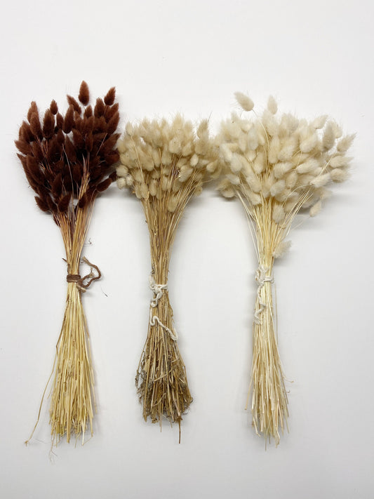 Bunny Tails, Preserved Flowers, Largurus, Dried Largurus, Bunny Tail Grass, Brown, White, Natural, Soft Flowers, House Decor, Wedding Decor