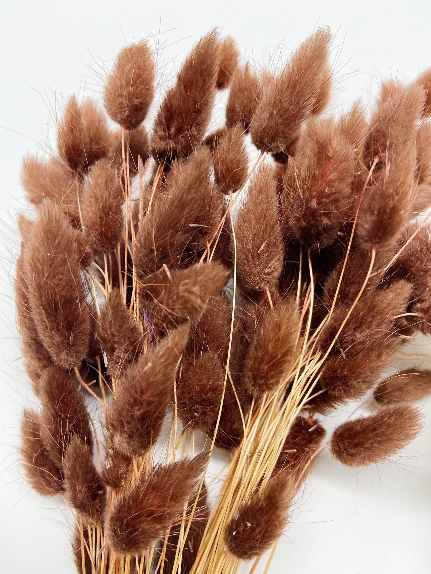 Bunny Tails, Preserved Flowers, Largurus, Dried Largurus, Bunny Tail Grass, Brown, White, Natural, Soft Flowers, House Decor, Wedding Decor