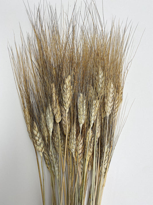 Black Bearded Wheat, Cereal Grains, Green, Tan, Dried Flowers, Wedding Floral, Bouquets, Fall, Filler Flowers, Home Decor, Dry Flowers