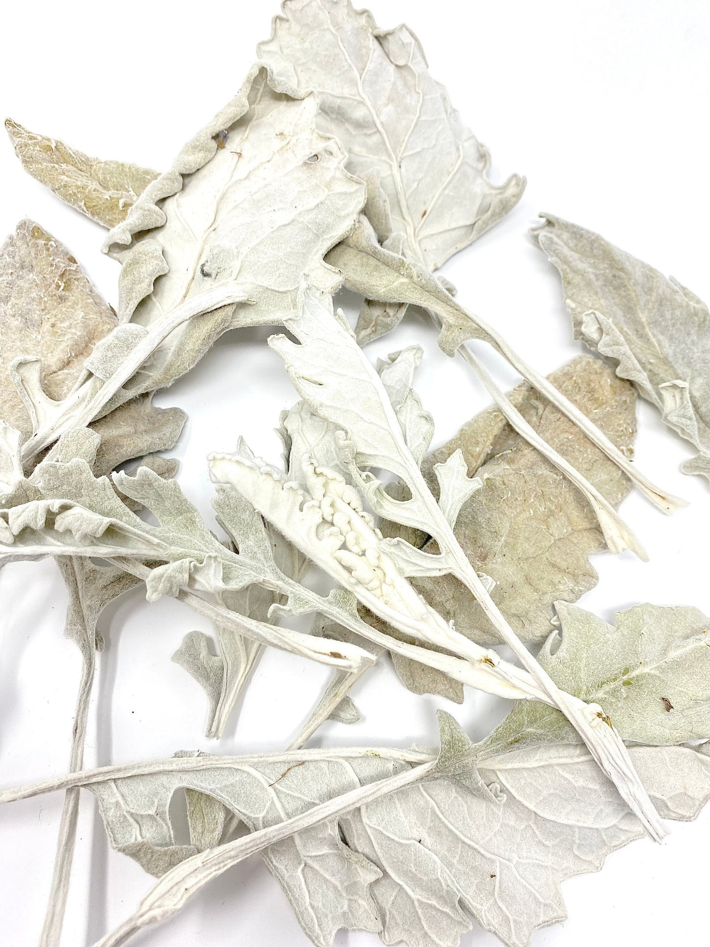 Dusty Miller leaves, Dried Flowers, Preserved Florals, Decor, Arts and Craft, Green, Grey