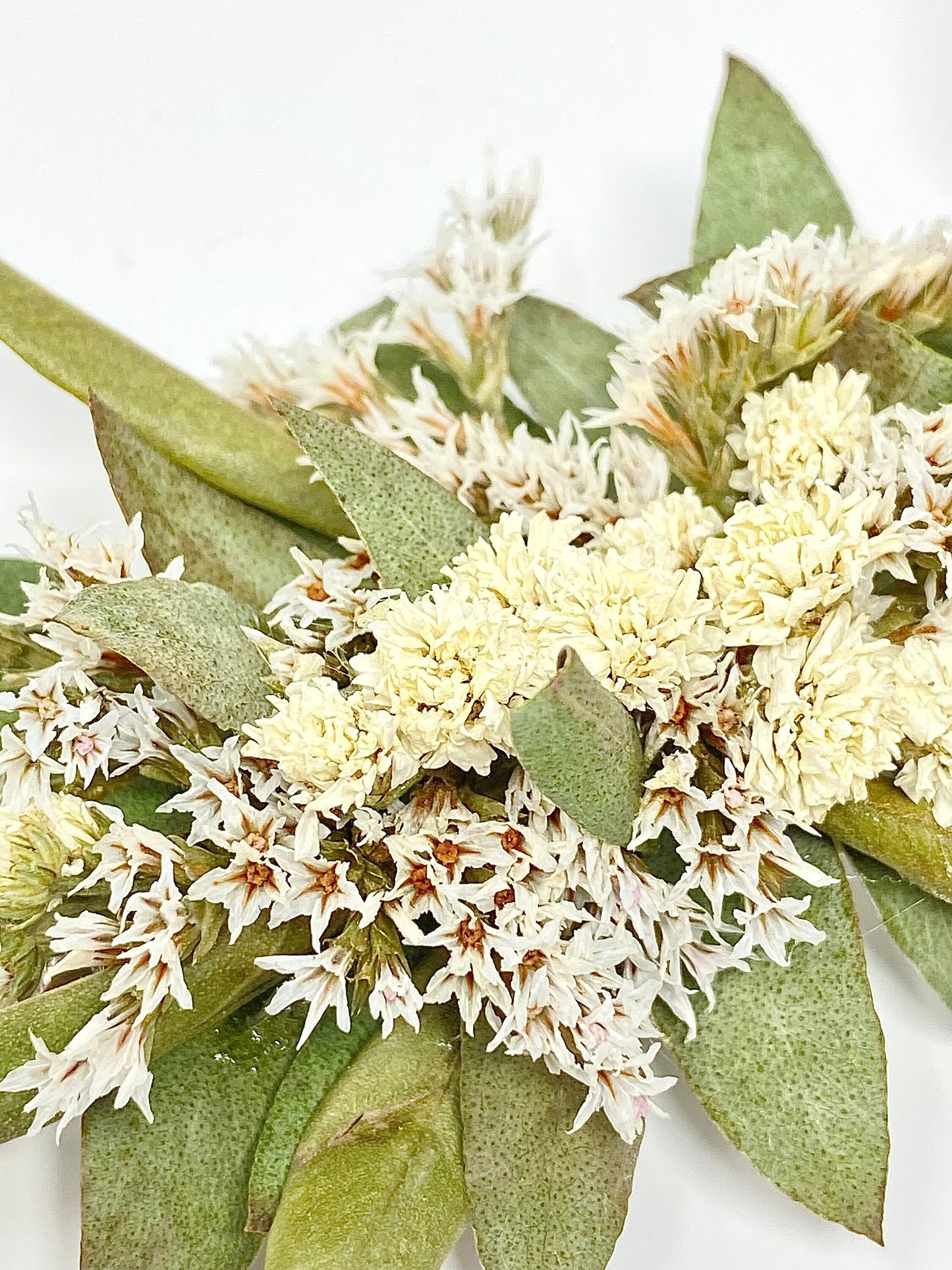 Hair Clip, Dried Flowers, Bridal, Hair Accessories, Wedding Accessories, Greenery, Achillia of Pearl, White and Green
