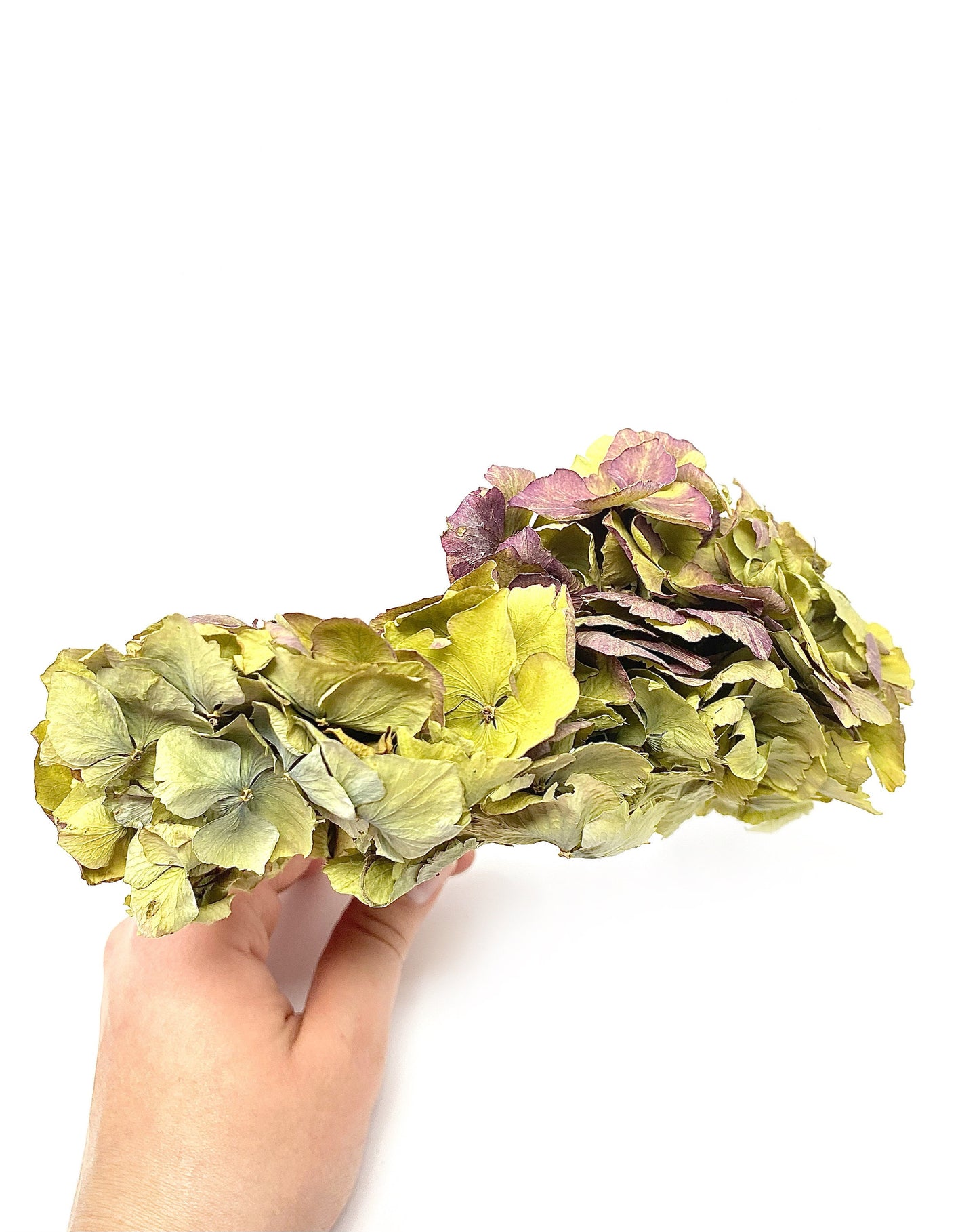 Dried Hydrangea Flat Heads, Stemless hydrangea, Dry Flowers, Blue, Green, Purple, Natural, Wedding, Bouquet, Bridal, DIY, Photo Promps, Mix