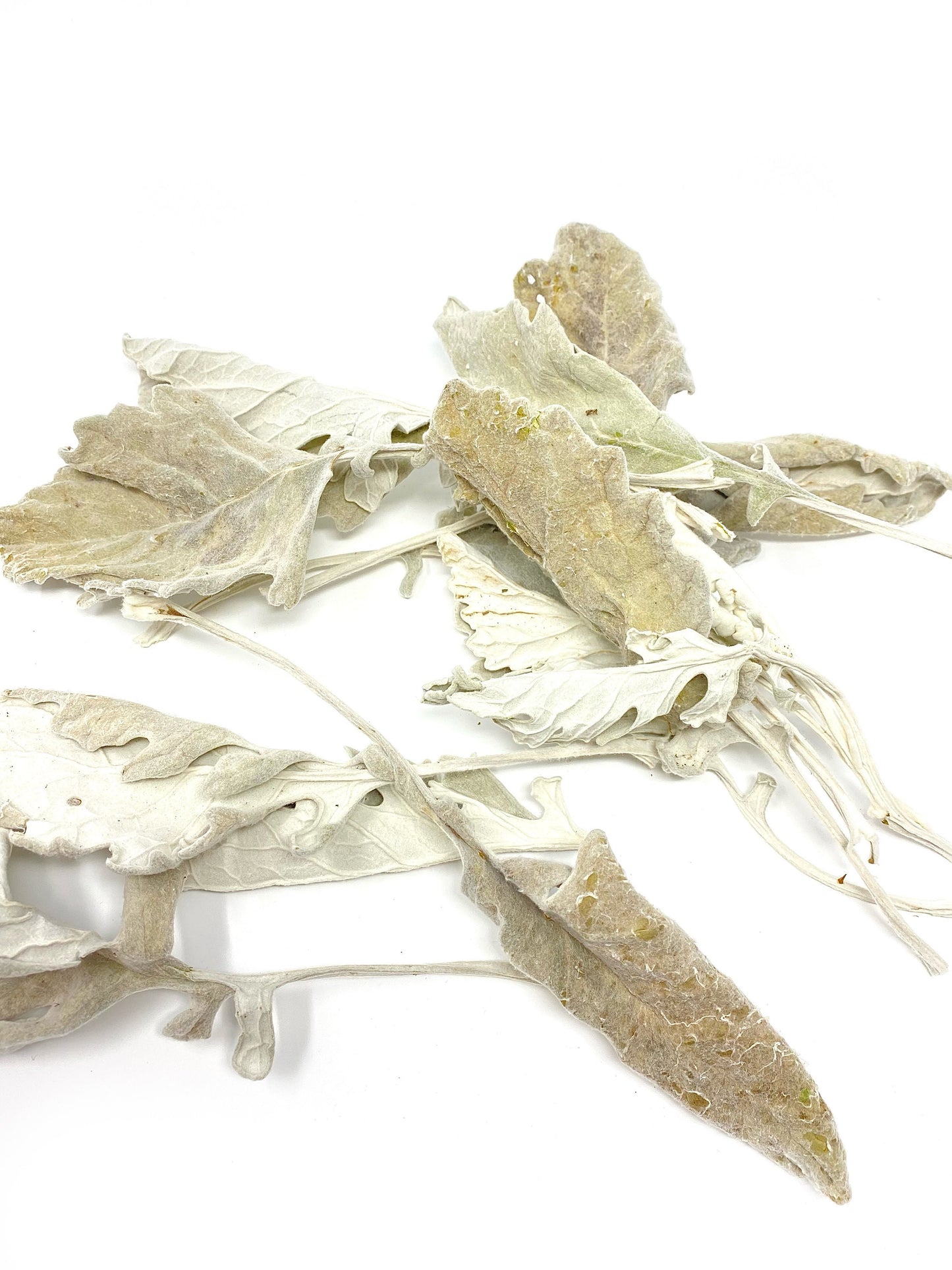 Dusty Miller leaves, Dried Flowers, Preserved Florals, Decor, Arts and Craft, Green, Grey