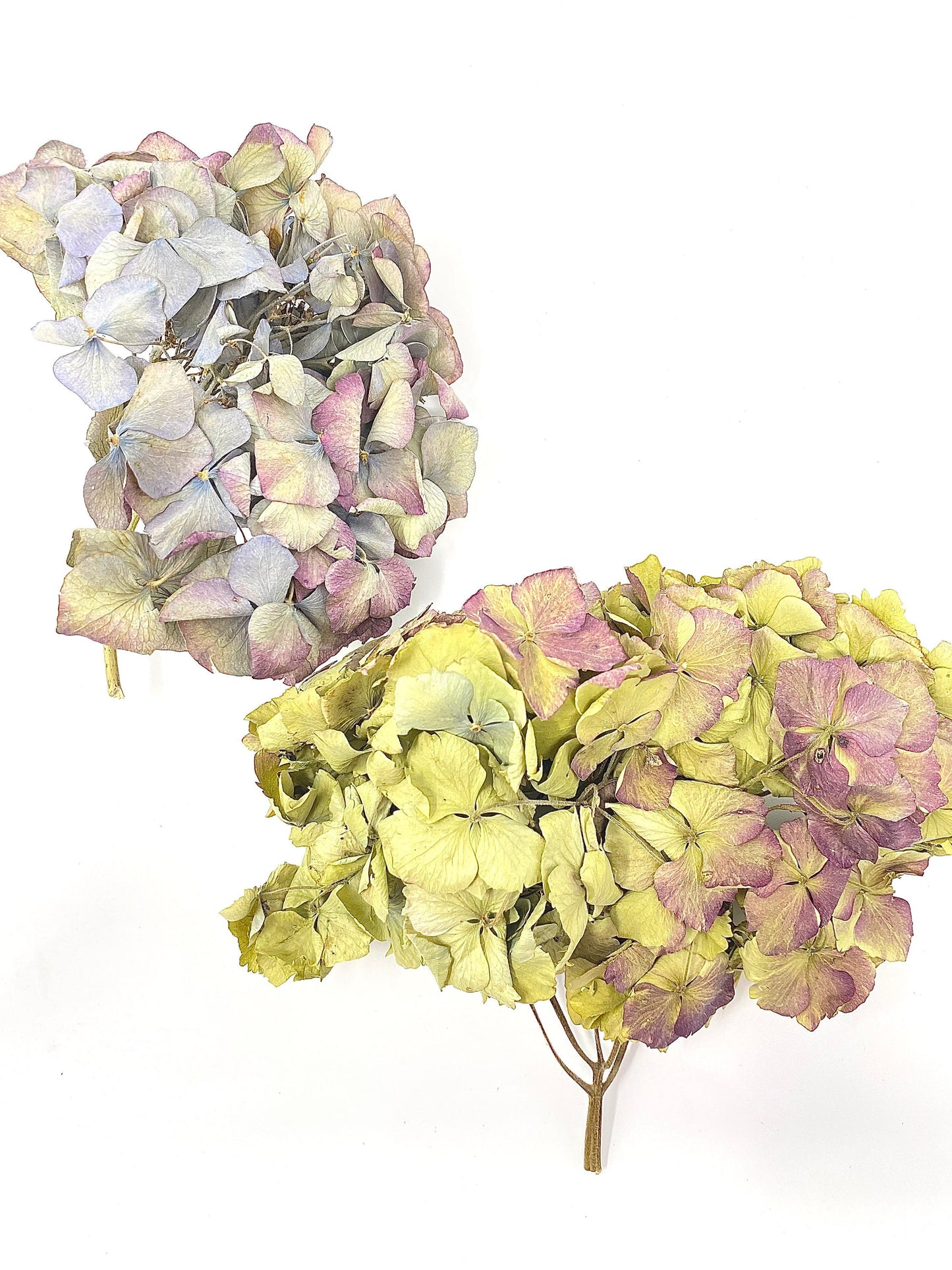 Dried Hydrangea Flat Heads, Stemless hydrangea, Dry Flowers, Blue, Green, Purple, Natural, Wedding, Bouquet, Bridal, DIY, Photo Promps, Mix