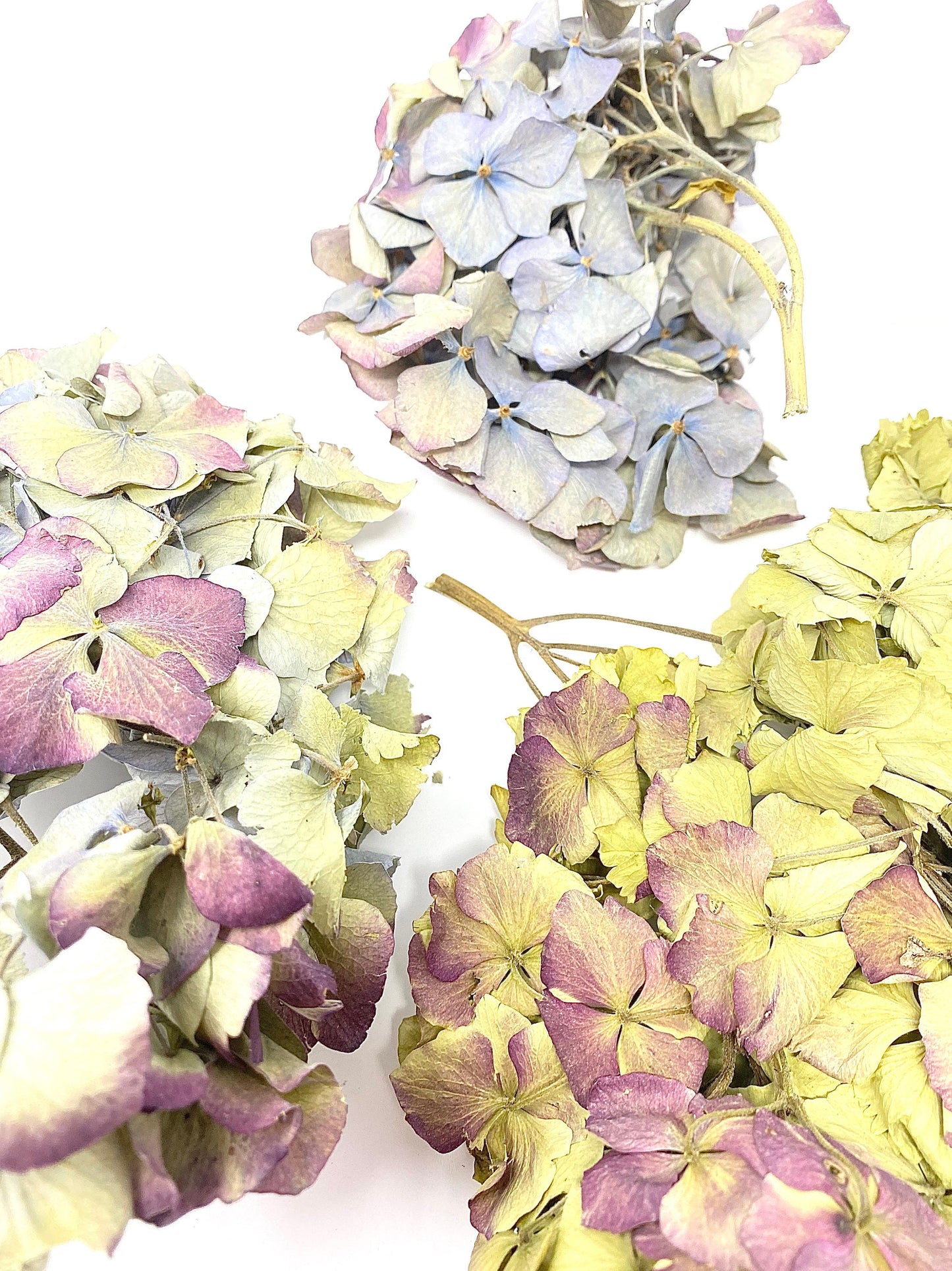 Dried Hydrangea Flat Heads, Stemless hydrangea, Dry Flowers, Blue, Green, Purple, Natural, Wedding, Bouquet, Bridal, DIY, Photo Promps, Mix