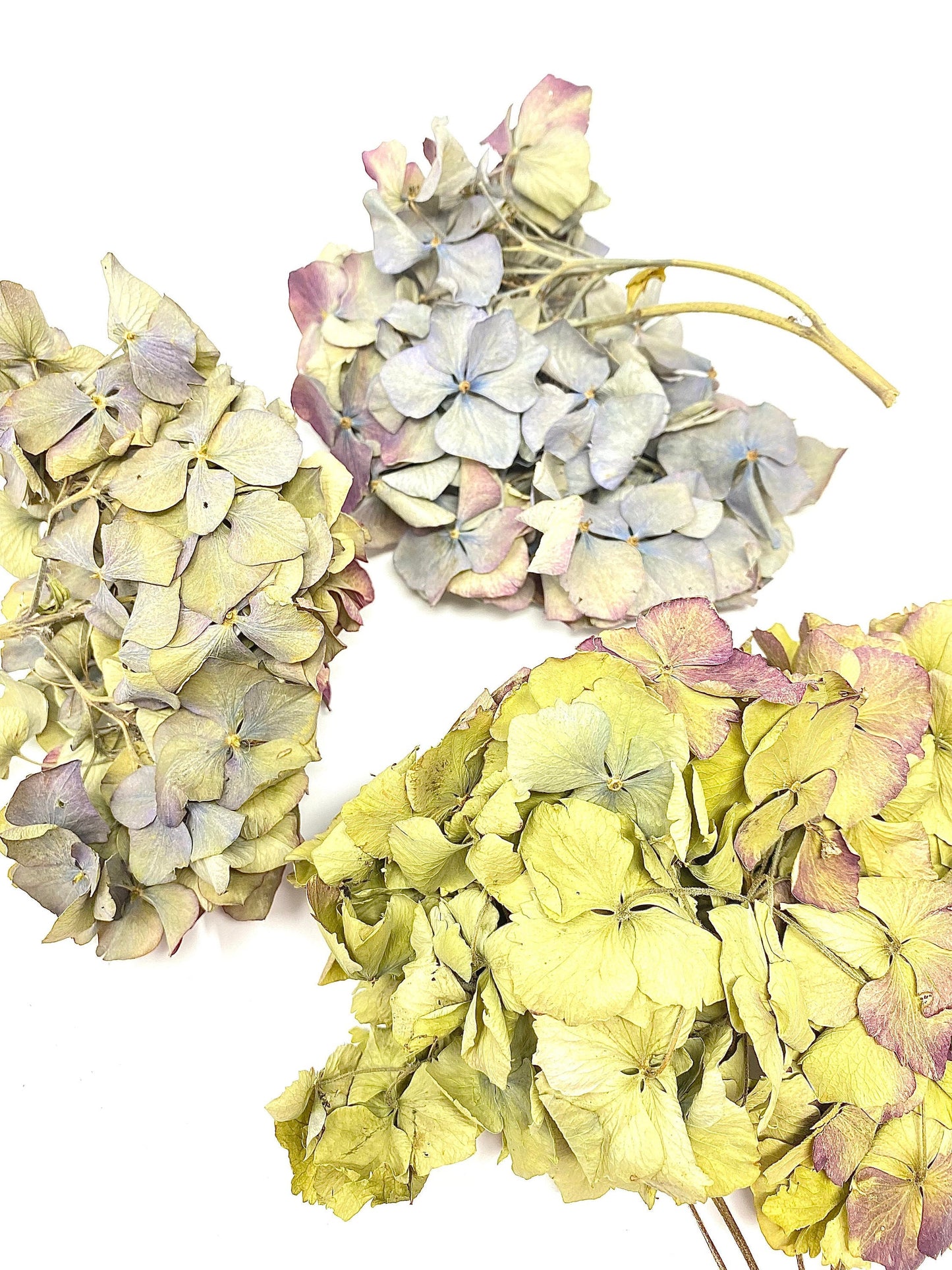 Dried Hydrangea Flat Heads, Stemless hydrangea, Dry Flowers, Blue, Green, Purple, Natural, Wedding, Bouquet, Bridal, DIY, Photo Promps, Mix