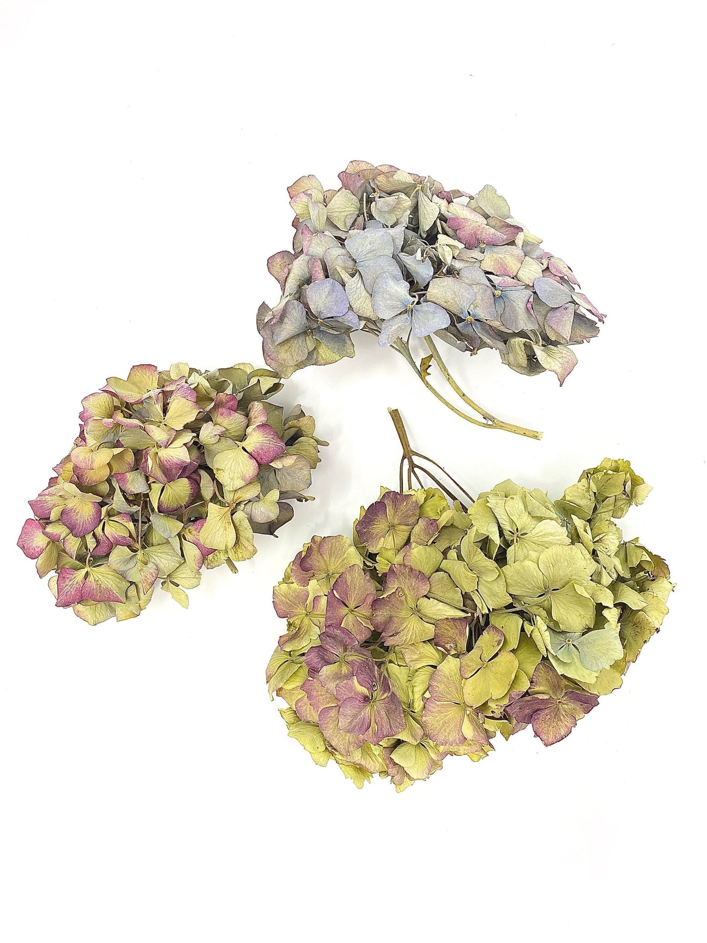 Dried Hydrangea Flat Heads, Stemless hydrangea, Dry Flowers, Blue, Green, Purple, Natural, Wedding, Bouquet, Bridal, DIY, Photo Promps, Mix