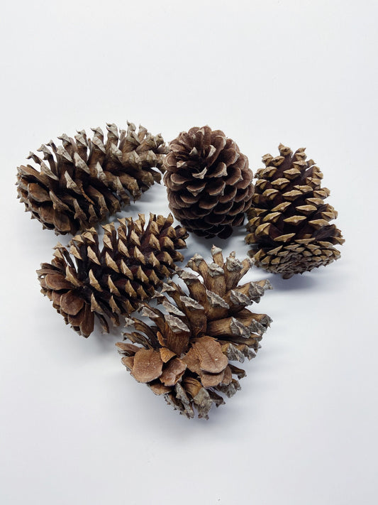 5 pinecones, natural pinecones, real, Christmas decoration, winter, artandcraft, home decor, real pinecones, round pinecones, tall pinecones
