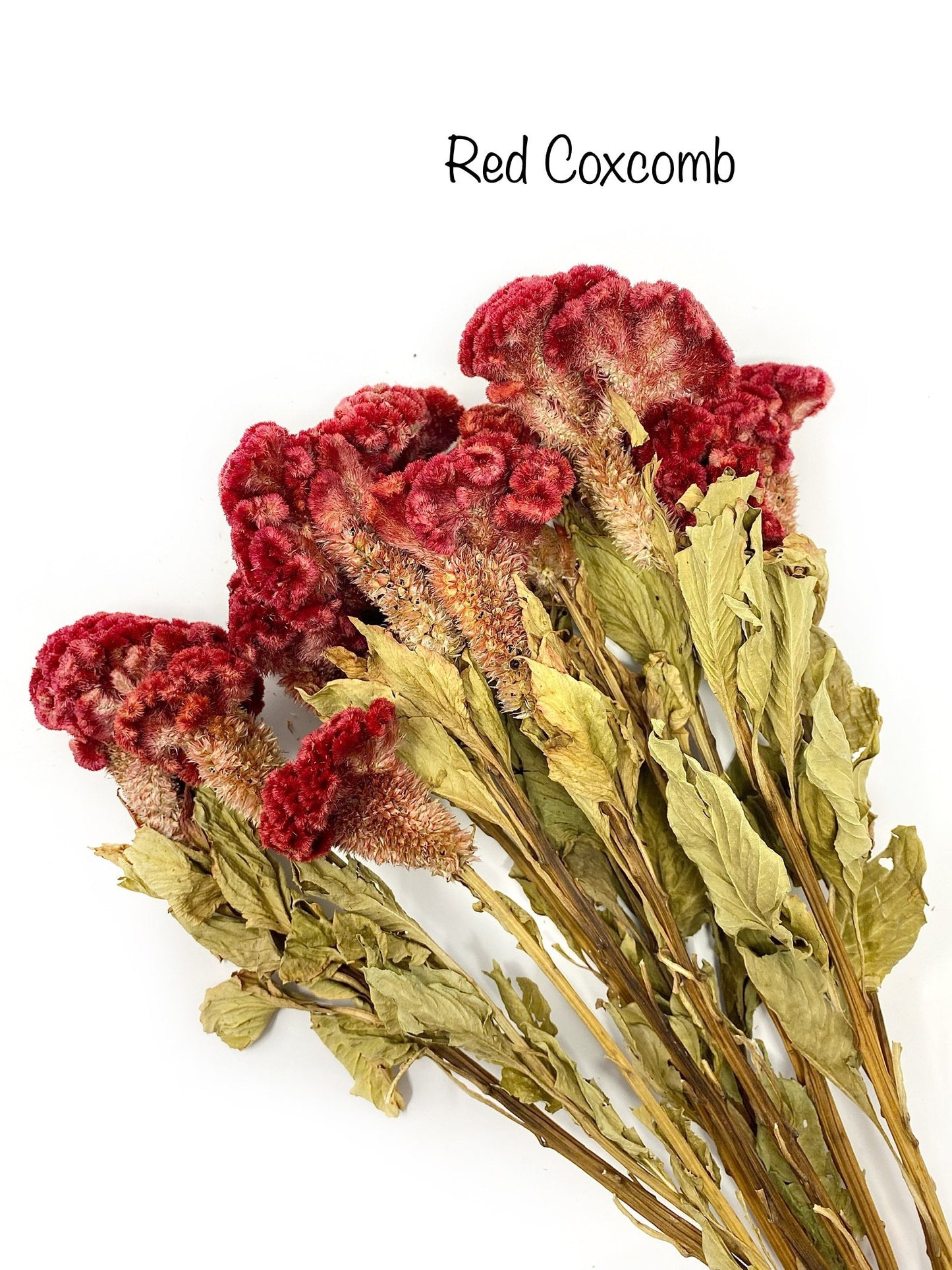 Coxcomb, Celosia, Merlot, Pink, Cockscomb, Dried, Dried Floral, Dry Flowers, Burgundy Celosia, Home Decor, Wedding, Bouquet, Bridesmaids,