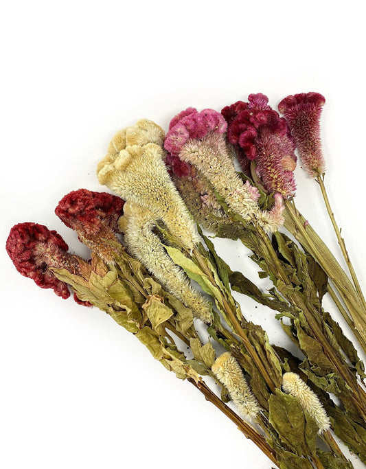 Coxcomb, Celosia, Merlot, Pink, Cockscomb, Dried, Dried Floral, Dry Flowers, Burgundy Celosia, Home Decor, Wedding, Bouquet, Bridesmaids,