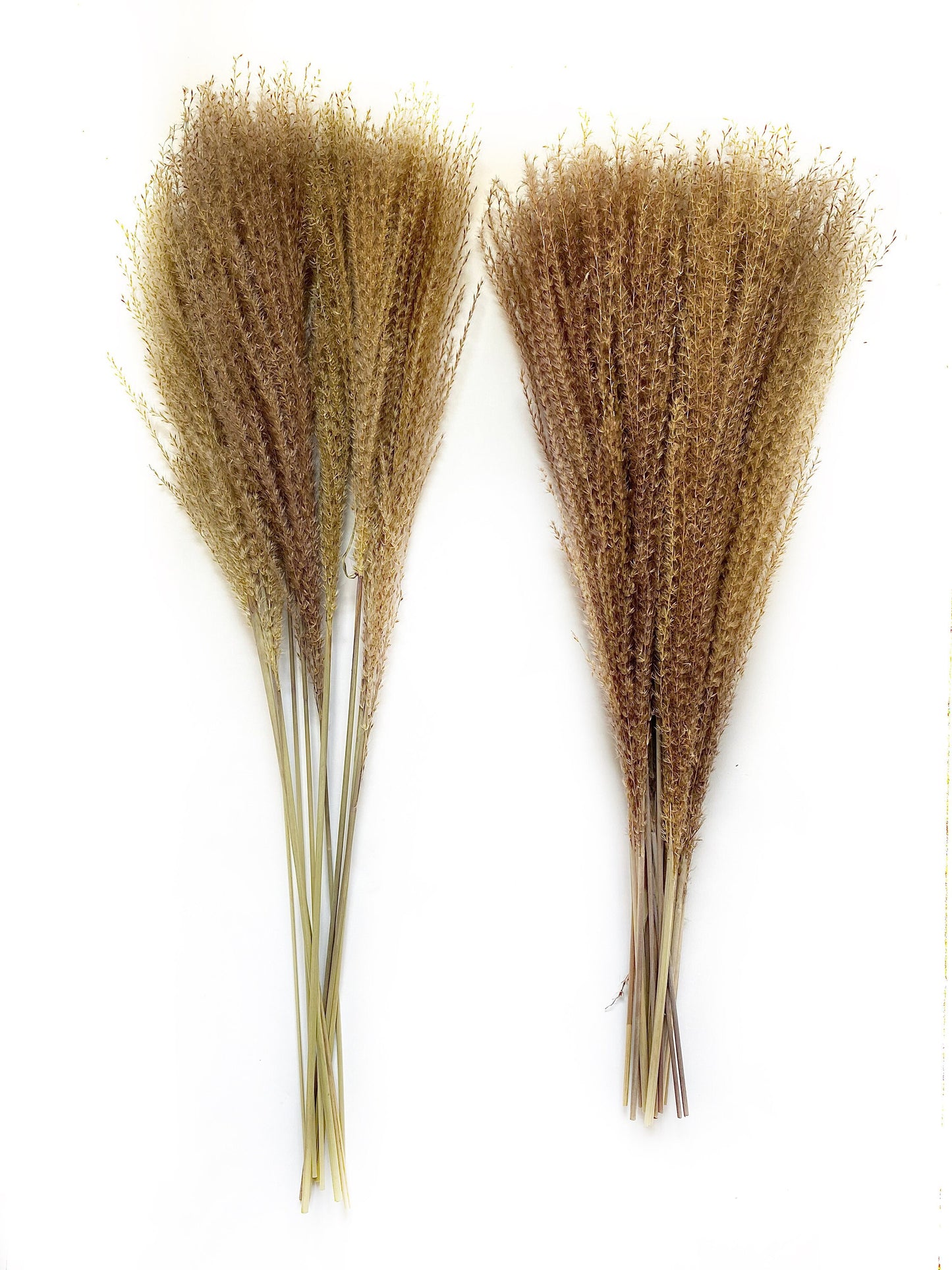 Pampas Grass Horsetail Whisk, Preserved Flowers, House Decor, Wedding, Pampas, Fluffy, Natural, Fall, Feather, Wheats and Grass, Short, Long