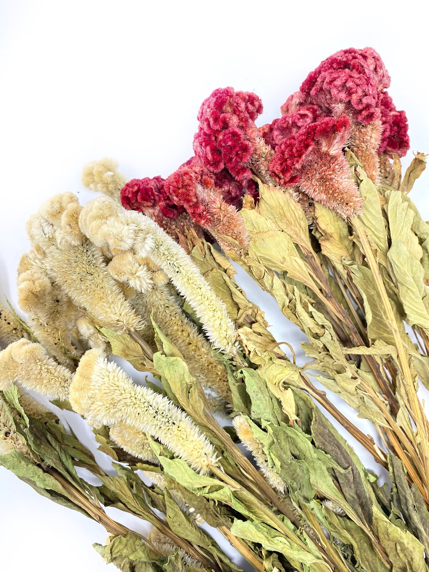 Coxcomb, Celosia, Merlot, Pink, Cockscomb, Dried, Dried Floral, Dry Flowers, Burgundy Celosia, Home Decor, Wedding, Bouquet, Bridesmaids,