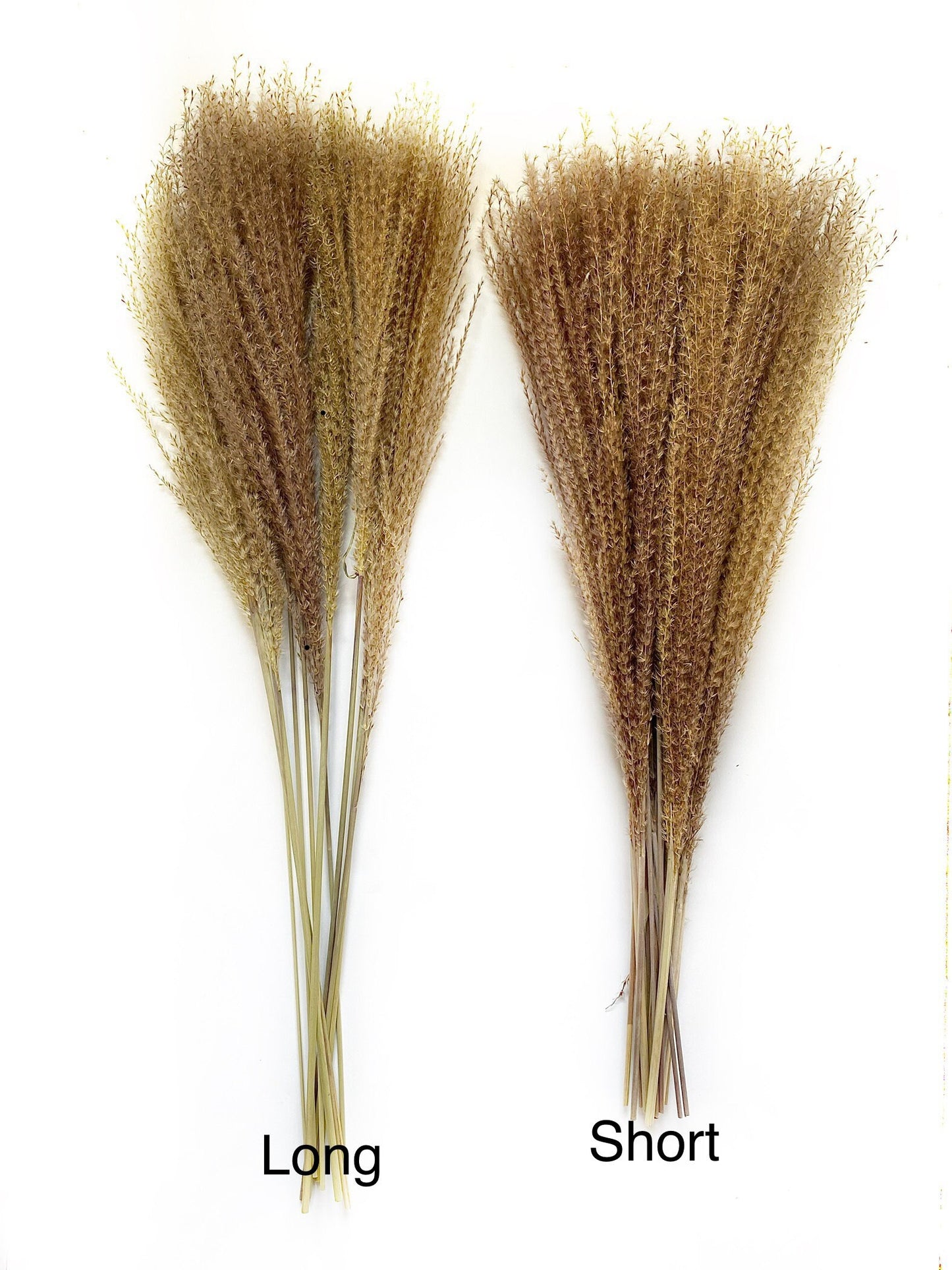 Pampas Grass Horsetail Whisk, Preserved Flowers, House Decor, Wedding, Pampas, Fluffy, Natural, Fall, Feather, Wheats and Grass, Short, Long