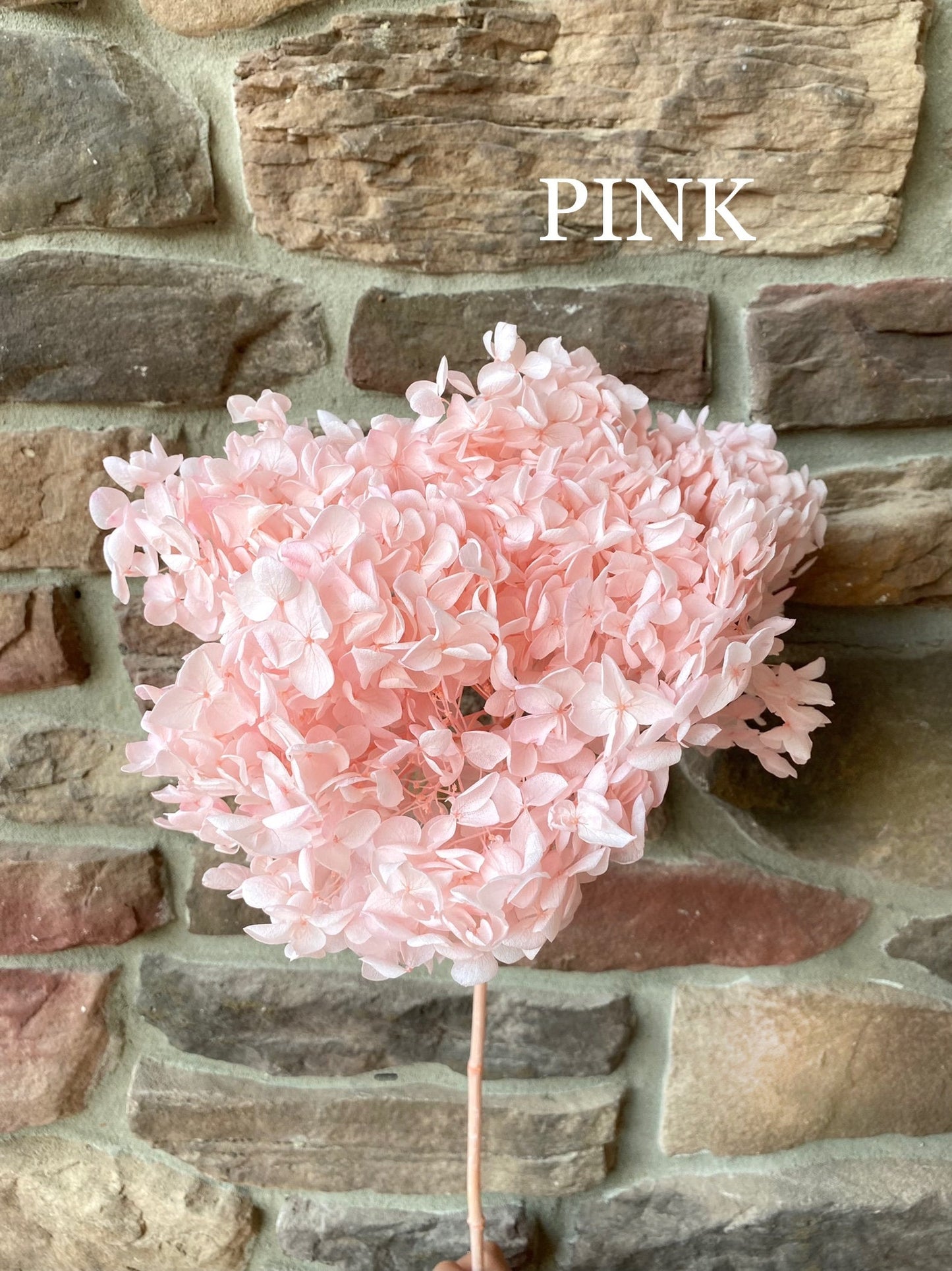 Hydrangea, Premium, Fluffy, White, Pink, Blue, Filler, House Decor, Bleached, Bridal, Preserved, Baby Shower, Colorful
