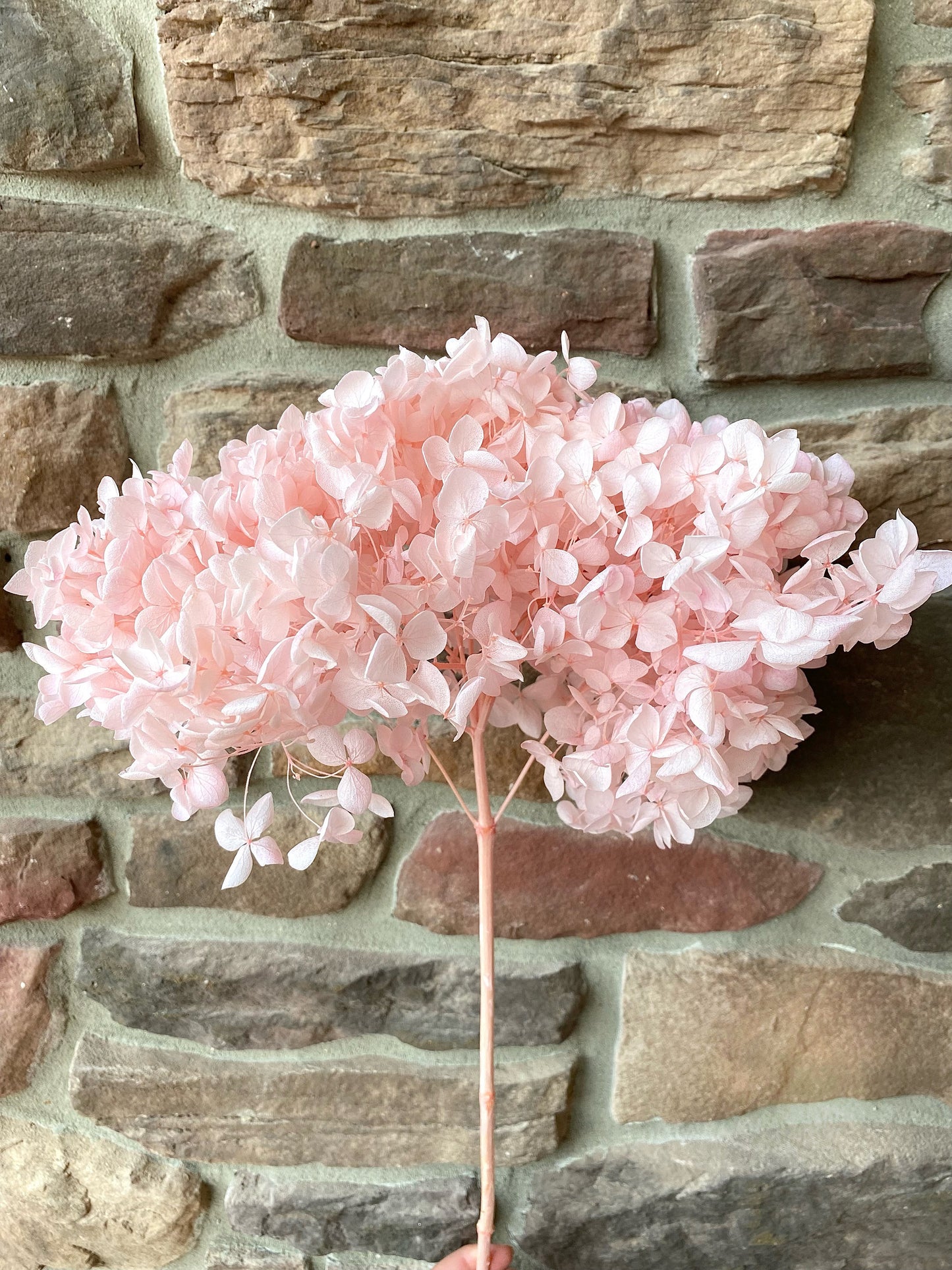 Hydrangea, Premium, Fluffy, White, Pink, Blue, Filler, House Decor, Bleached, Bridal, Preserved, Baby Shower, Colorful