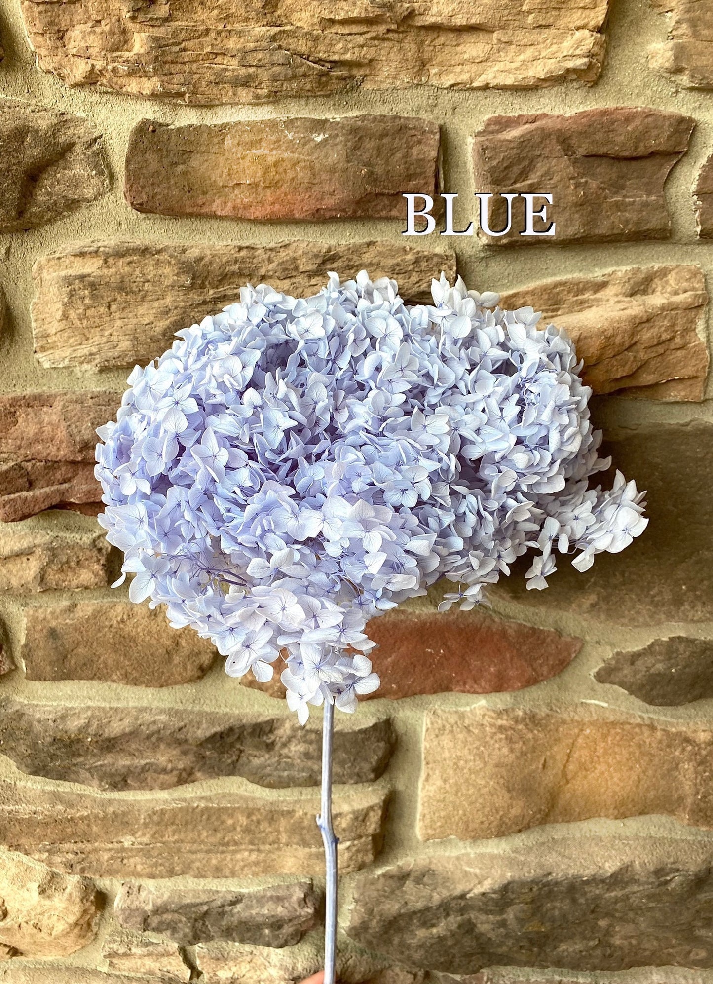 Hydrangea, Premium, Fluffy, White, Pink, Blue, Filler, House Decor, Bleached, Bridal, Preserved, Baby Shower, Colorful