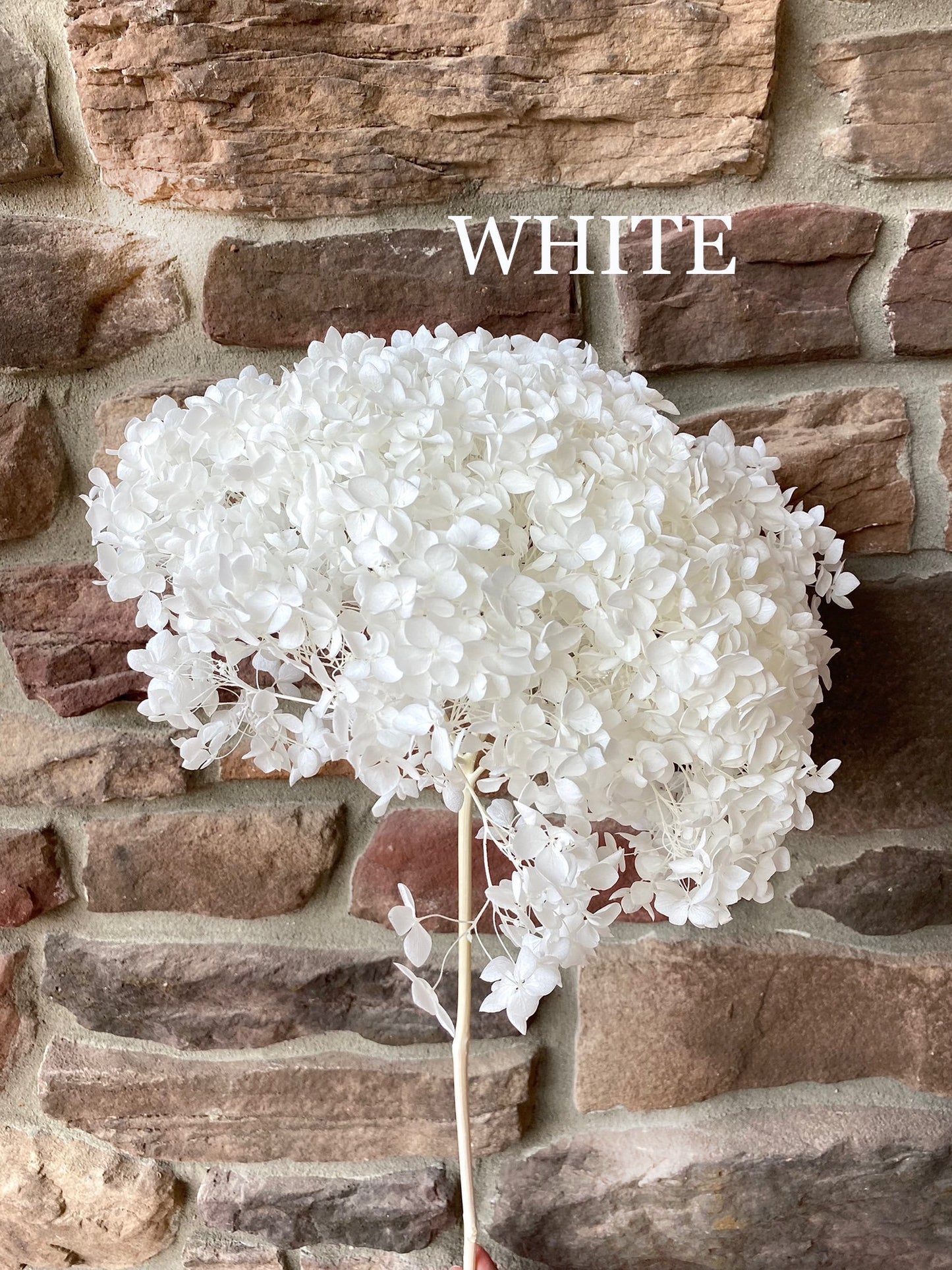 Hydrangea, Premium, Fluffy, White, Pink, Blue, Filler, House Decor, Bleached, Bridal, Preserved, Baby Shower, Colorful