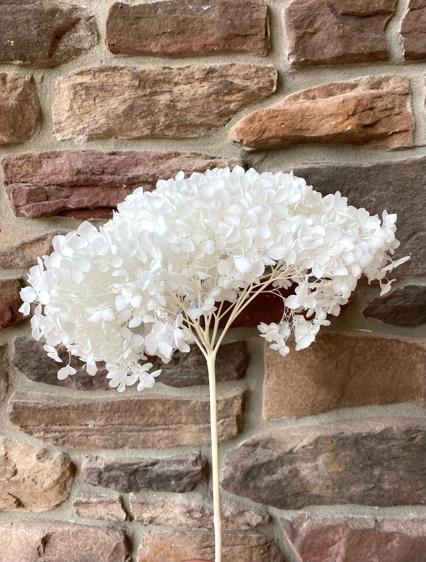 Hydrangea, Premium, Fluffy, White, Pink, Blue, Filler, House Decor, Bleached, Bridal, Preserved, Baby Shower, Colorful